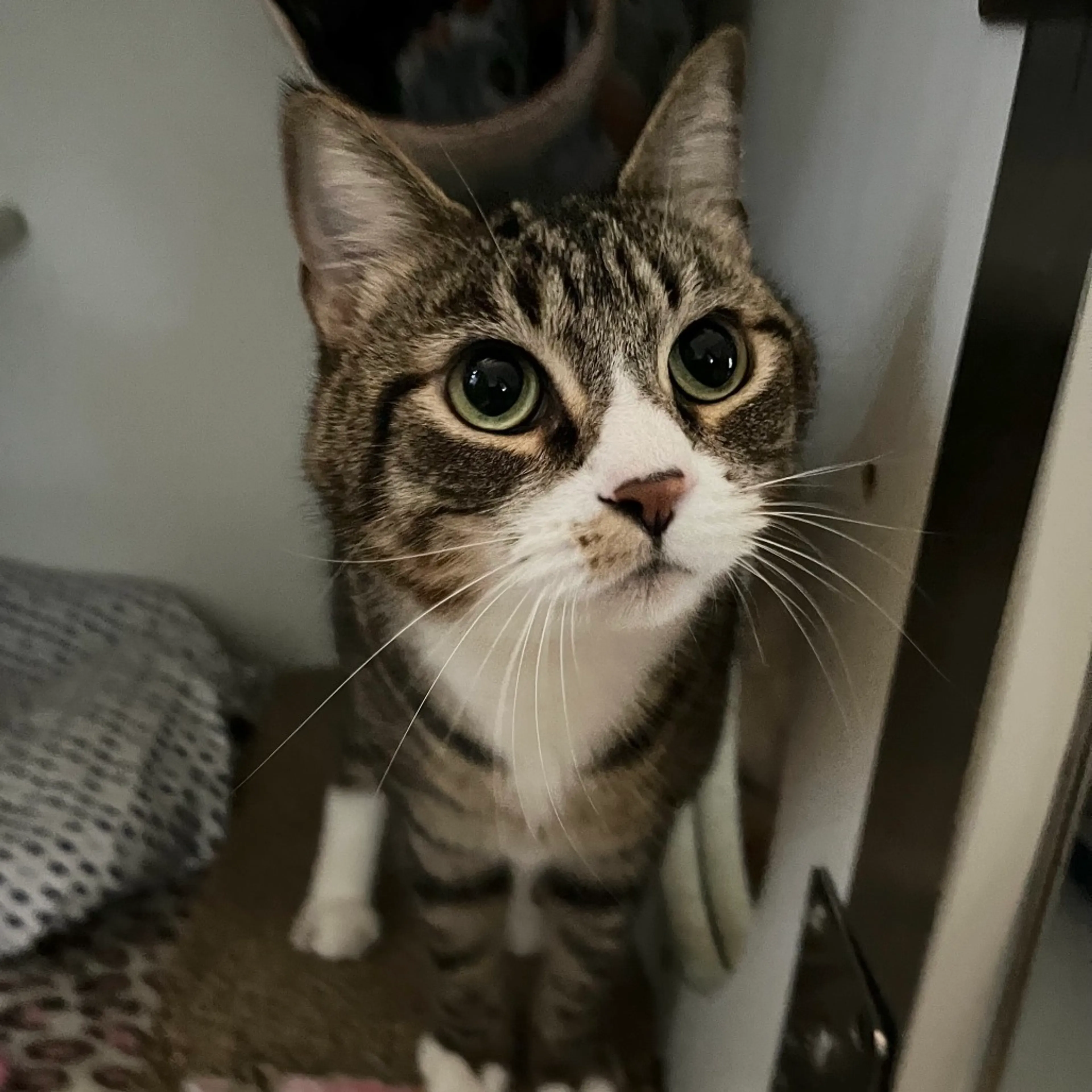 Found pet-3