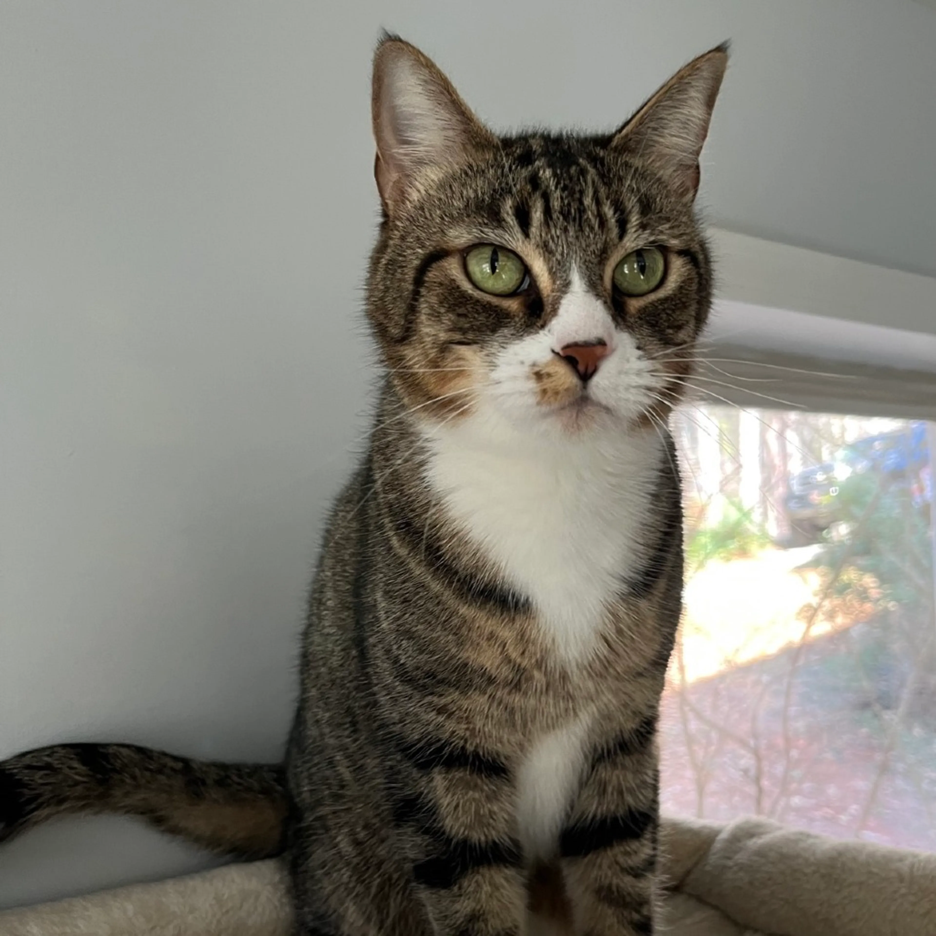 Found pet-4