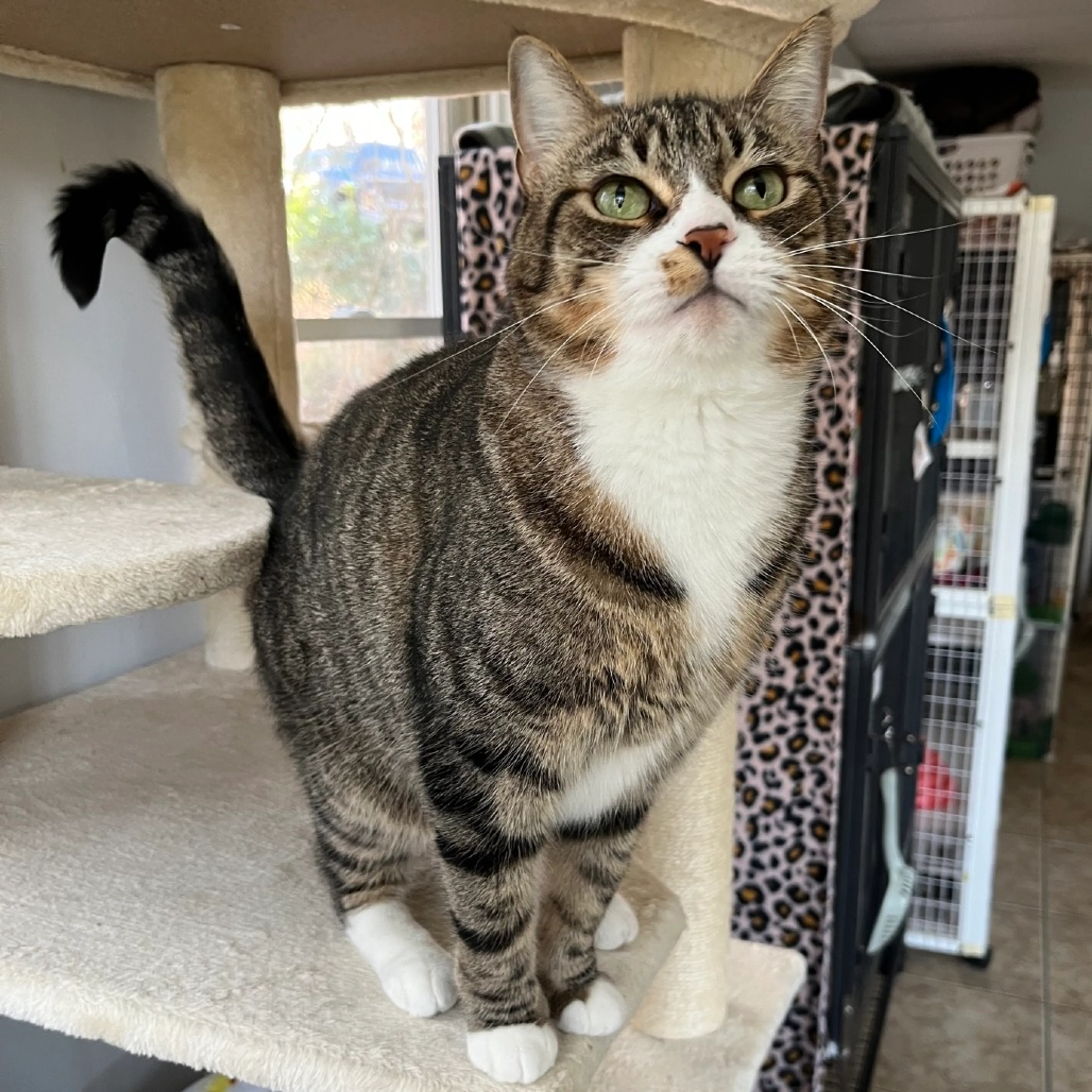 Found pet-5