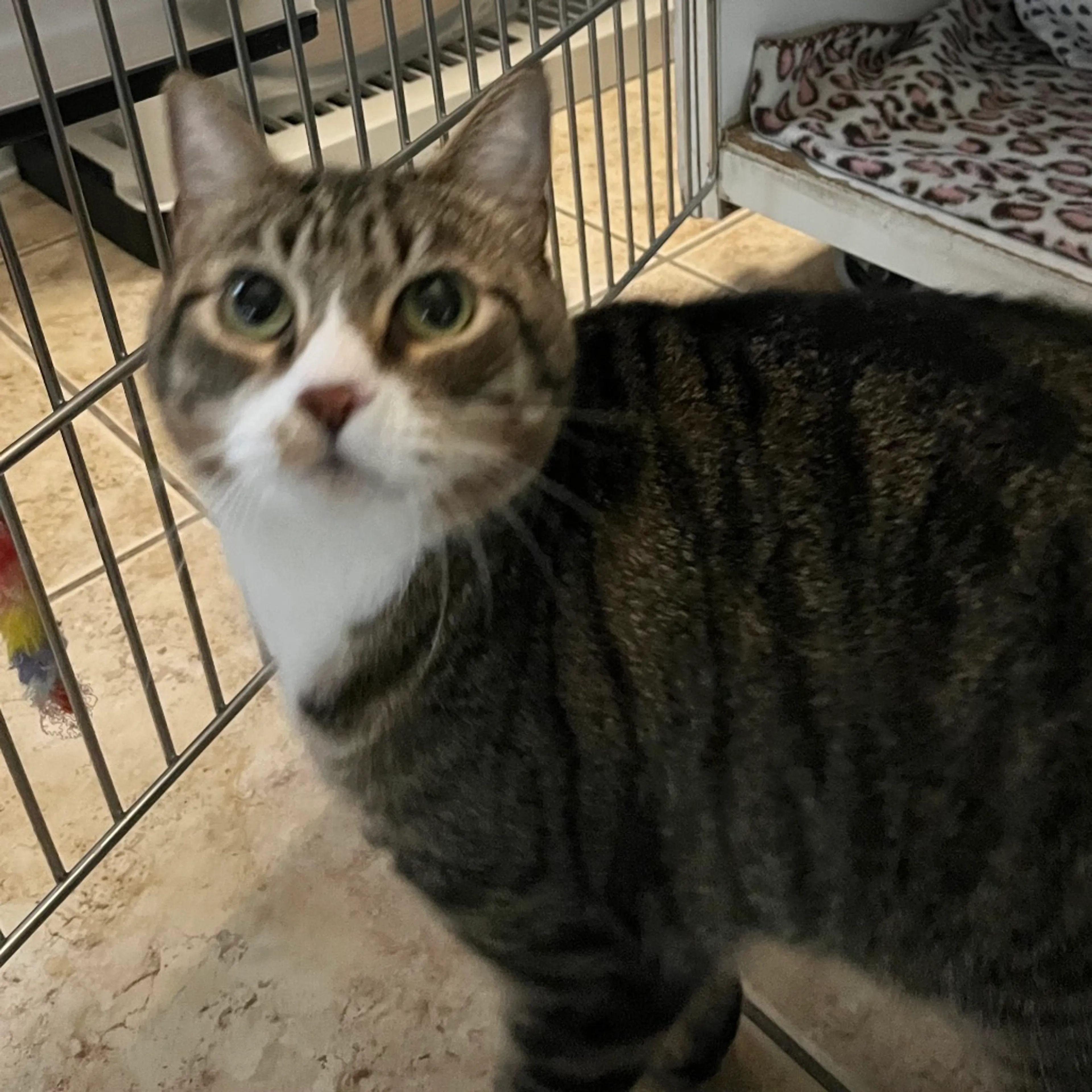 Found pet-2