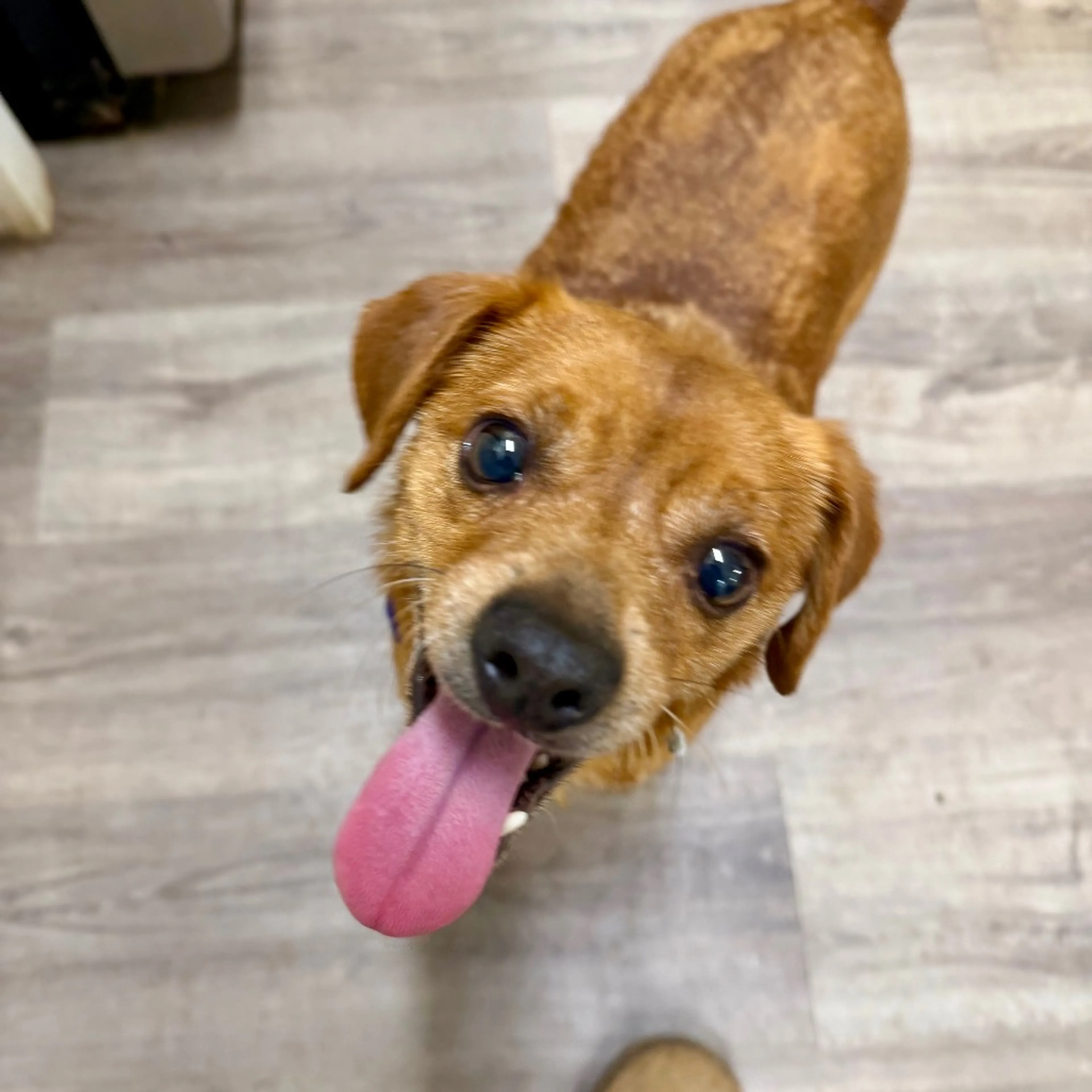 Found pet-1