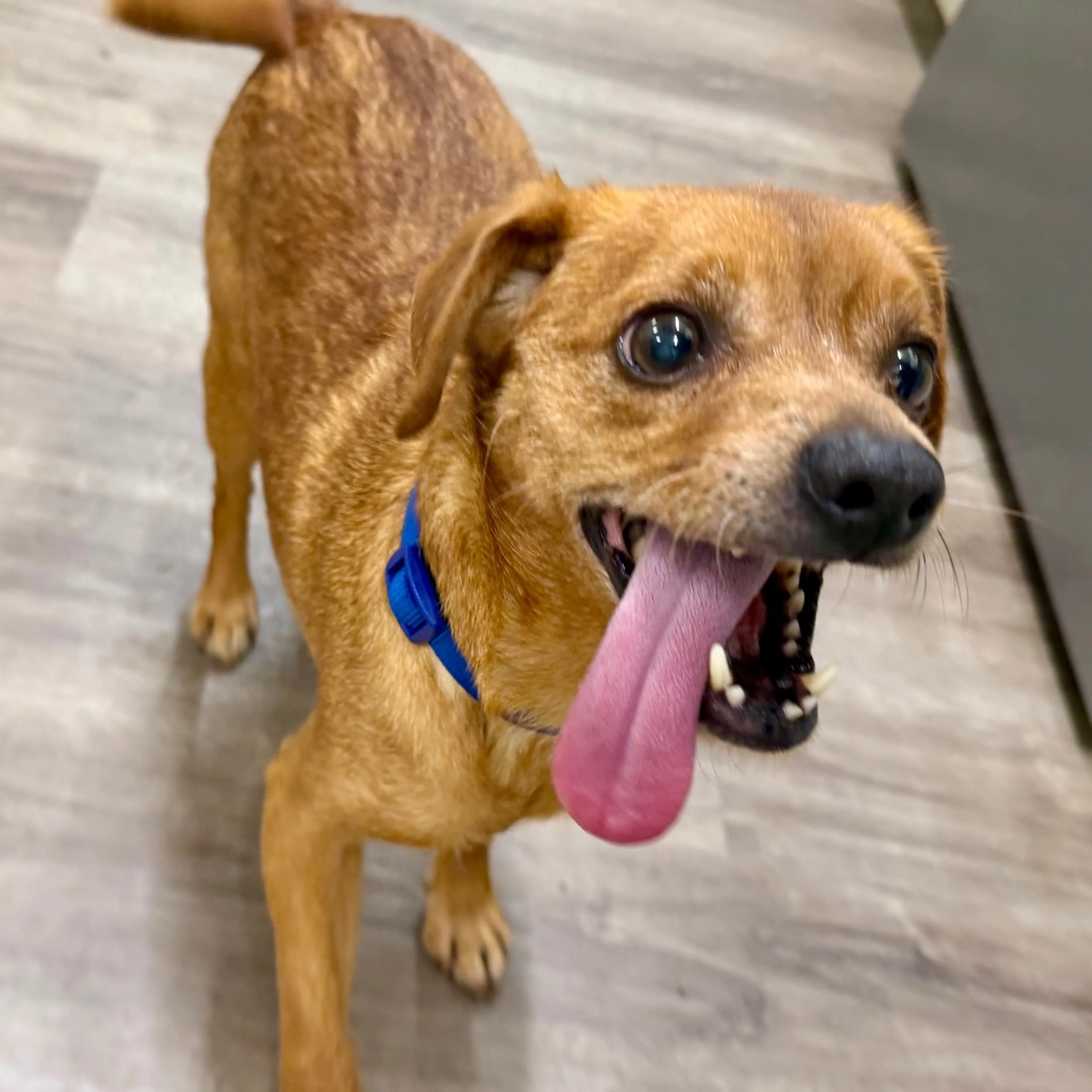 Found pet-2