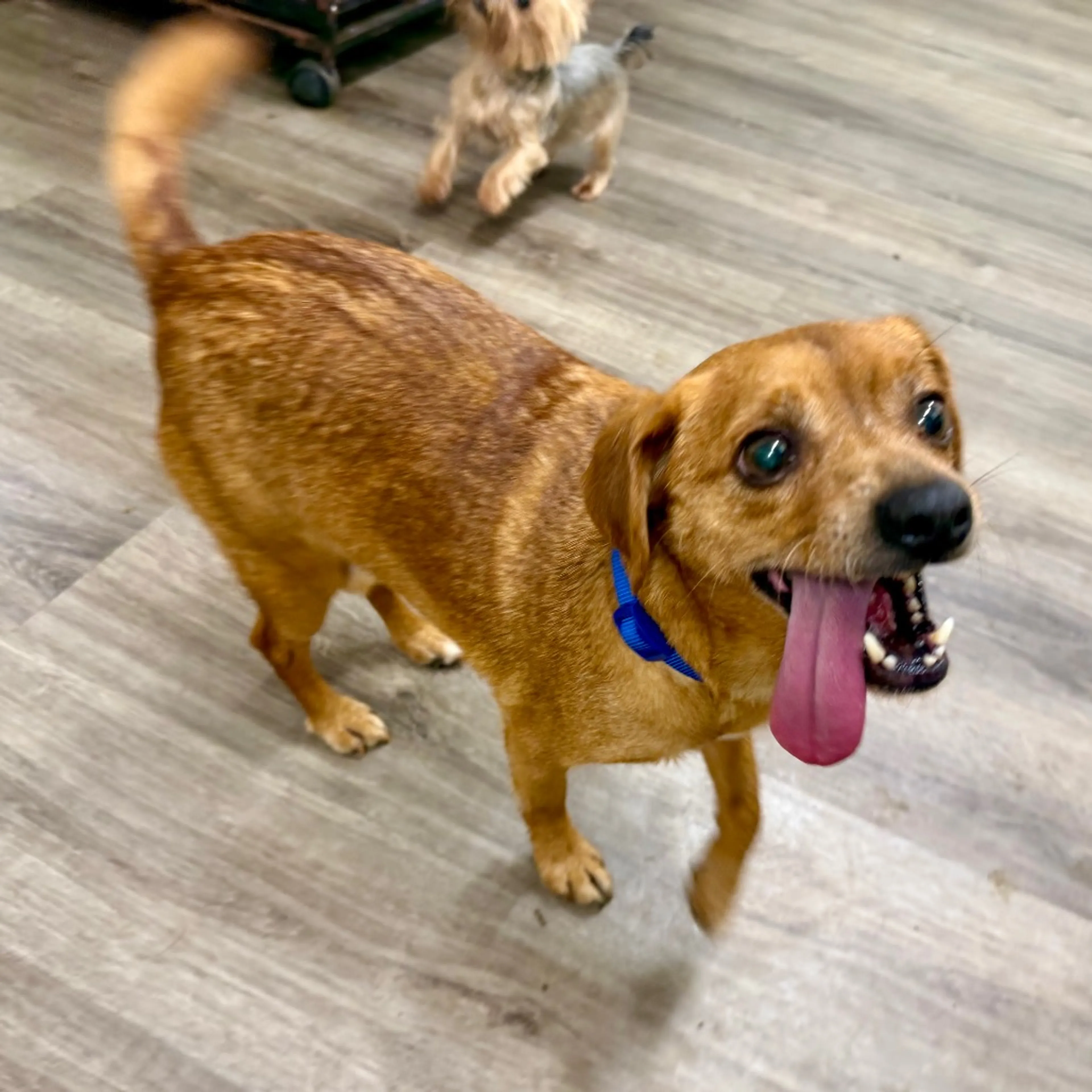 Found pet-3