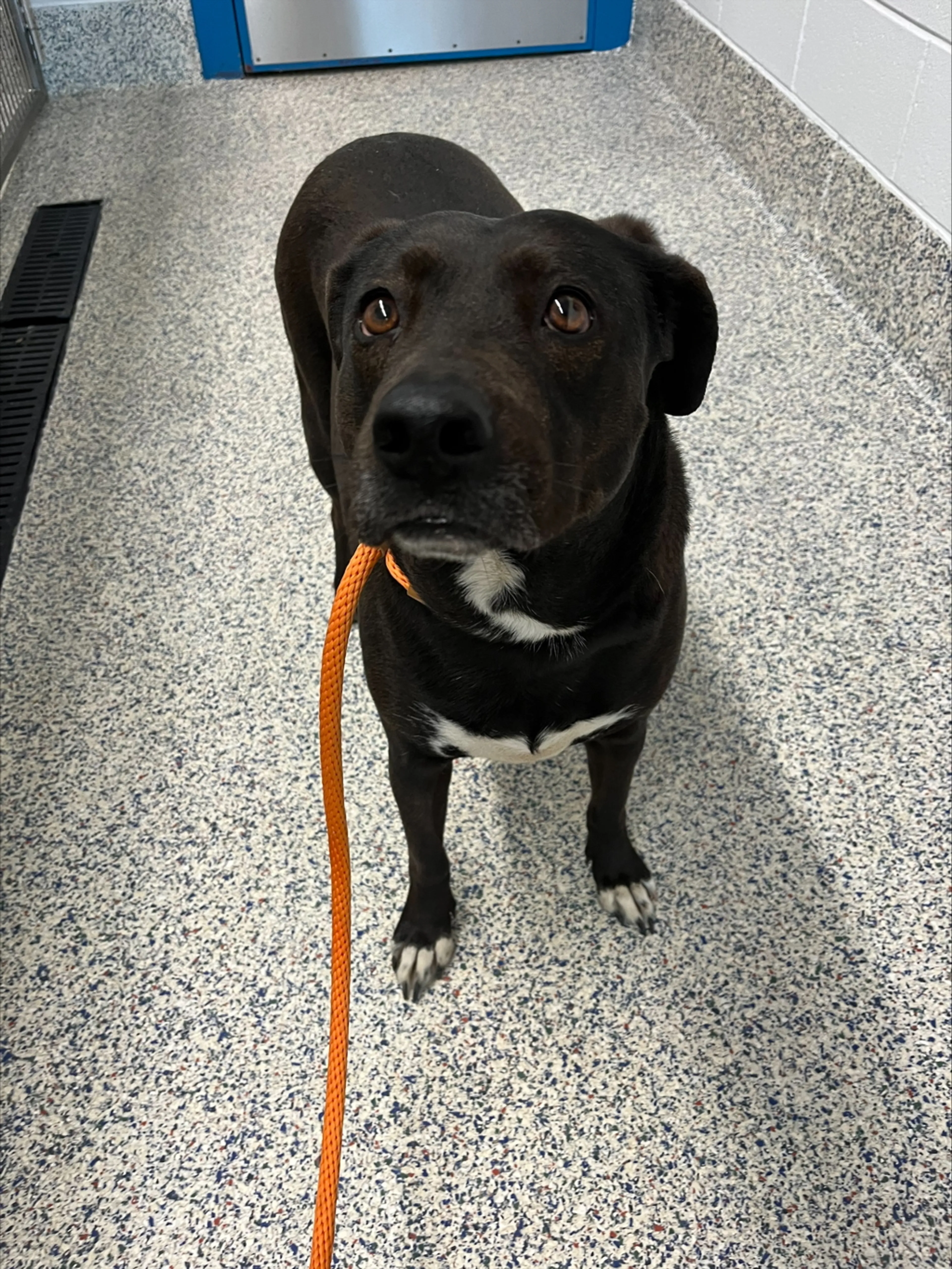Found pet-2