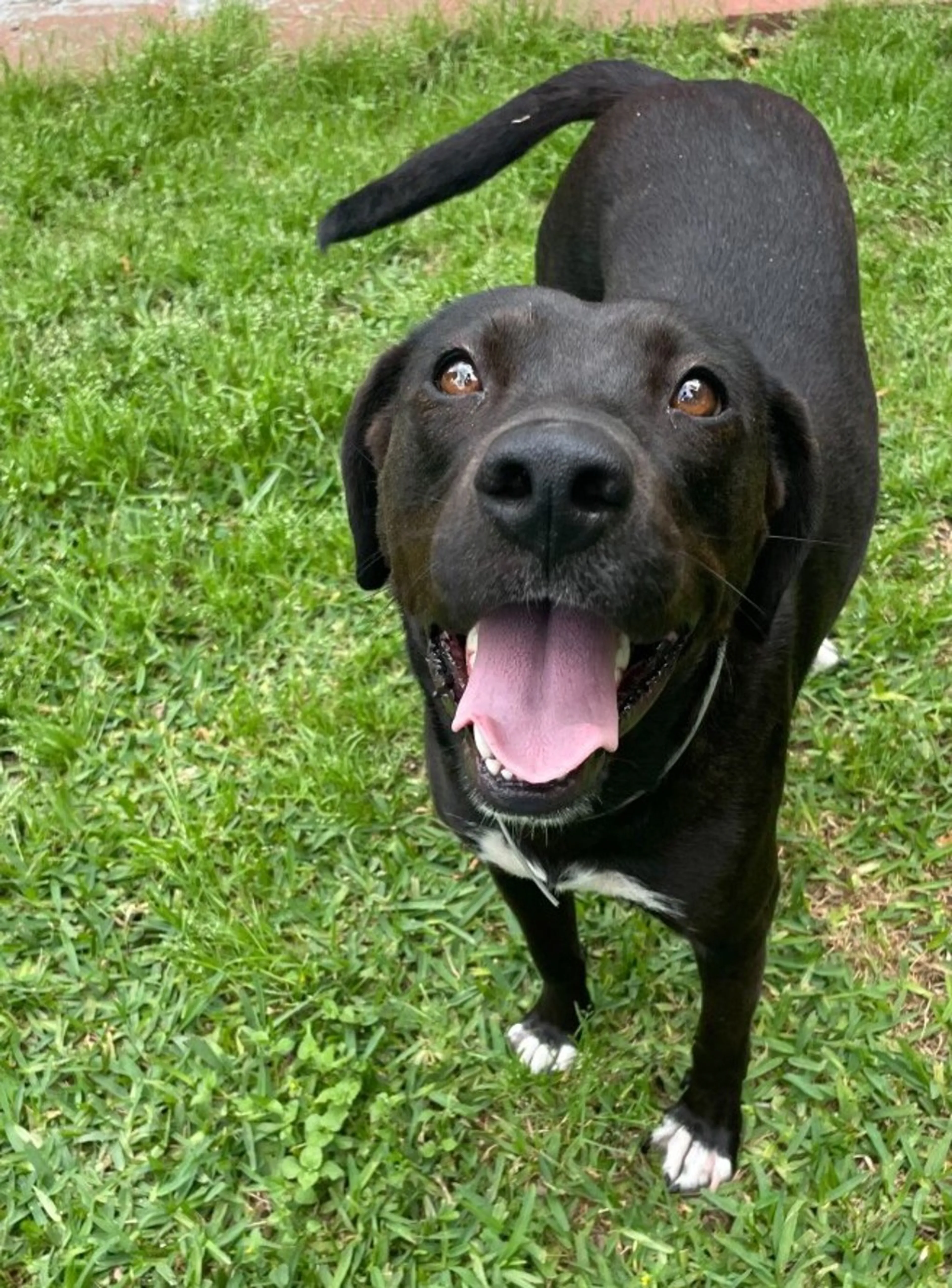 Found pet-4