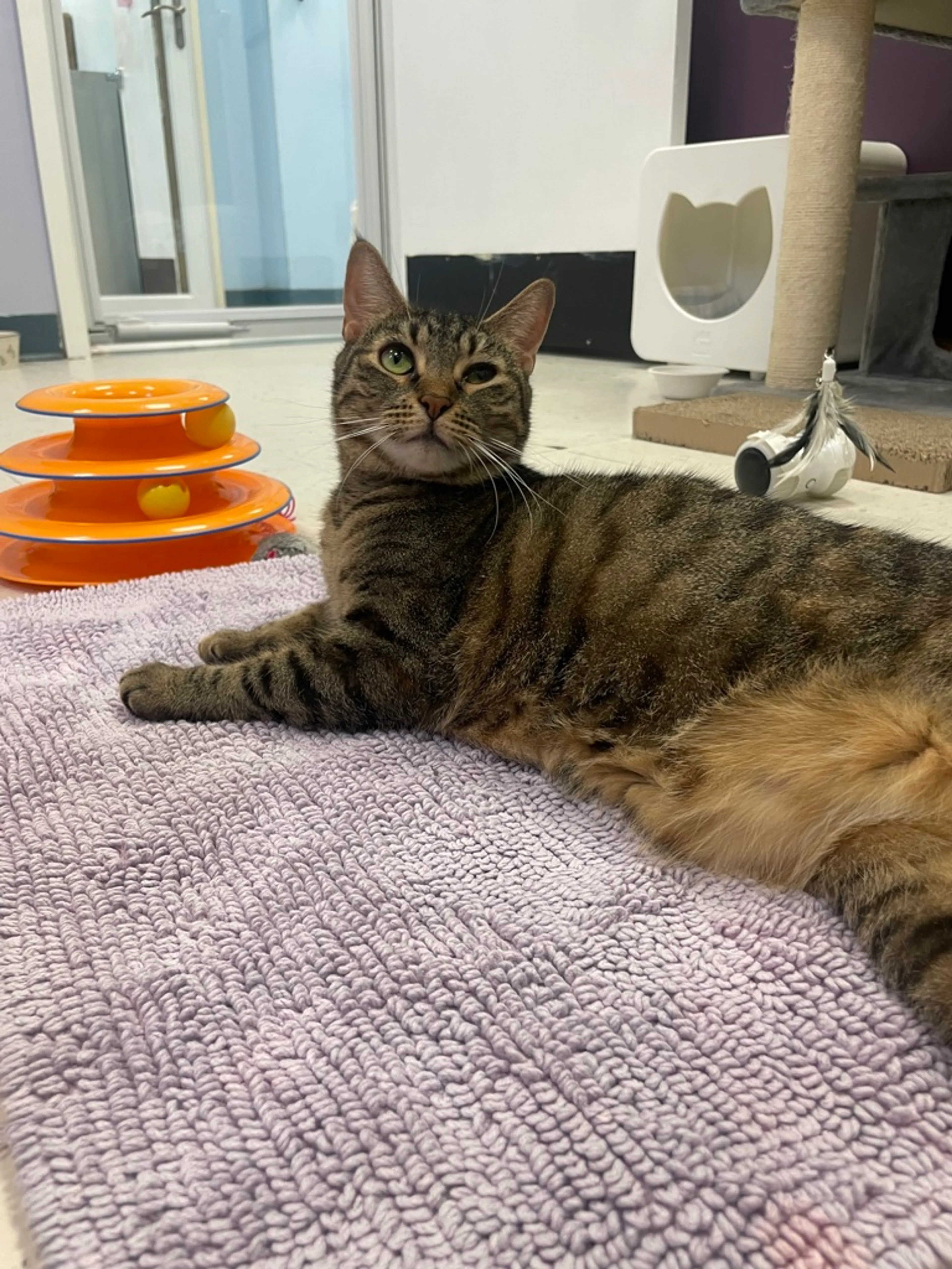 Found pet-1