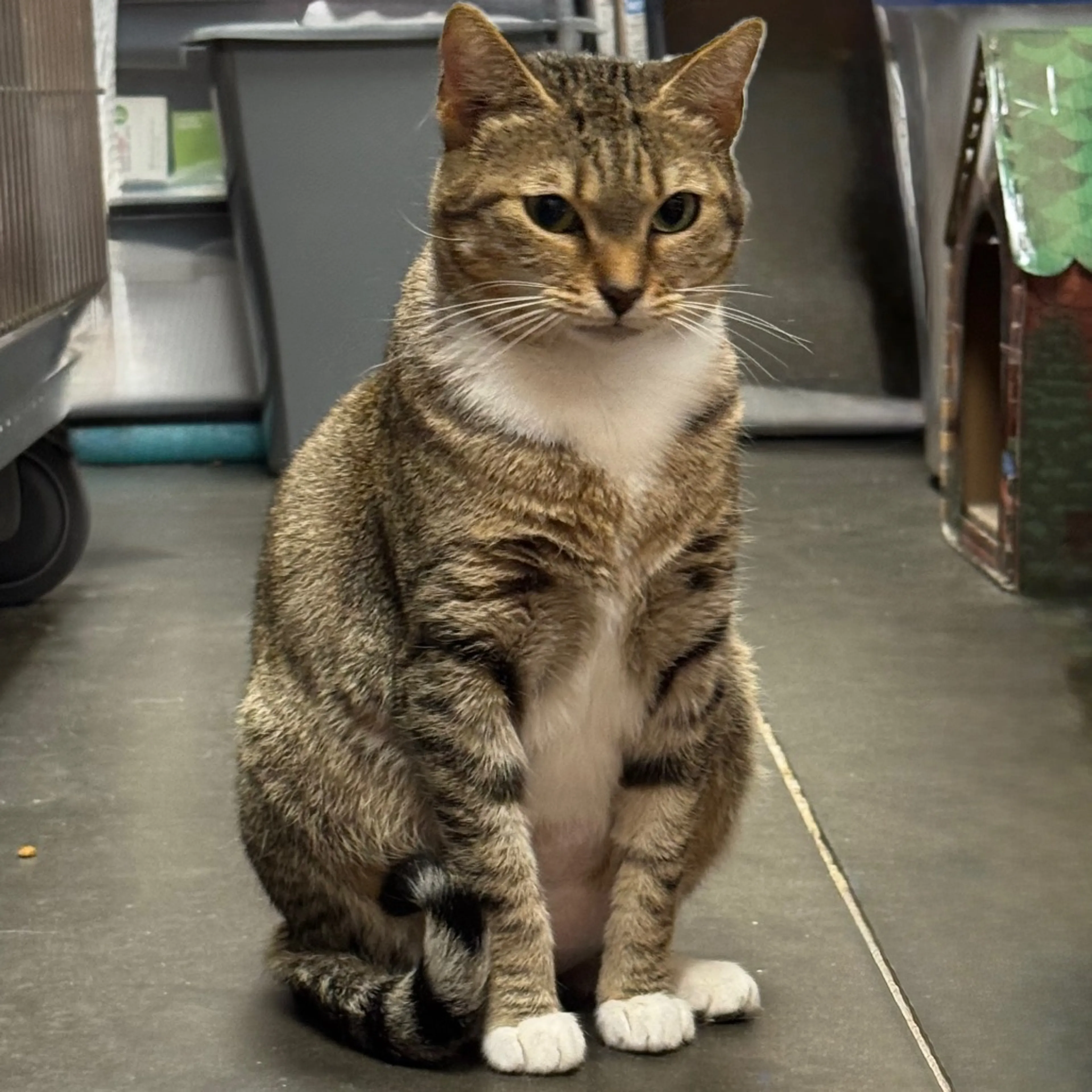 Found pet-3