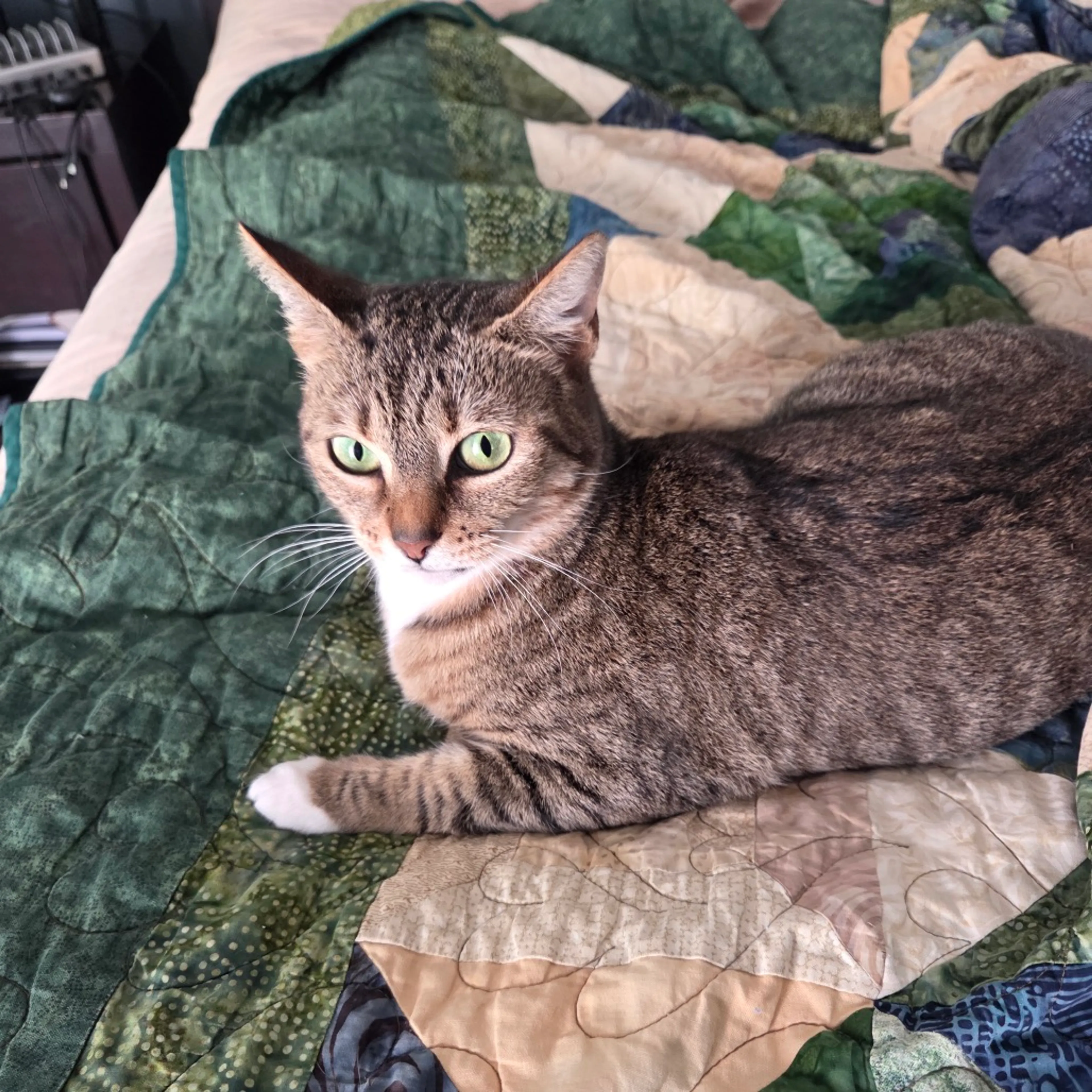 Found pet-2