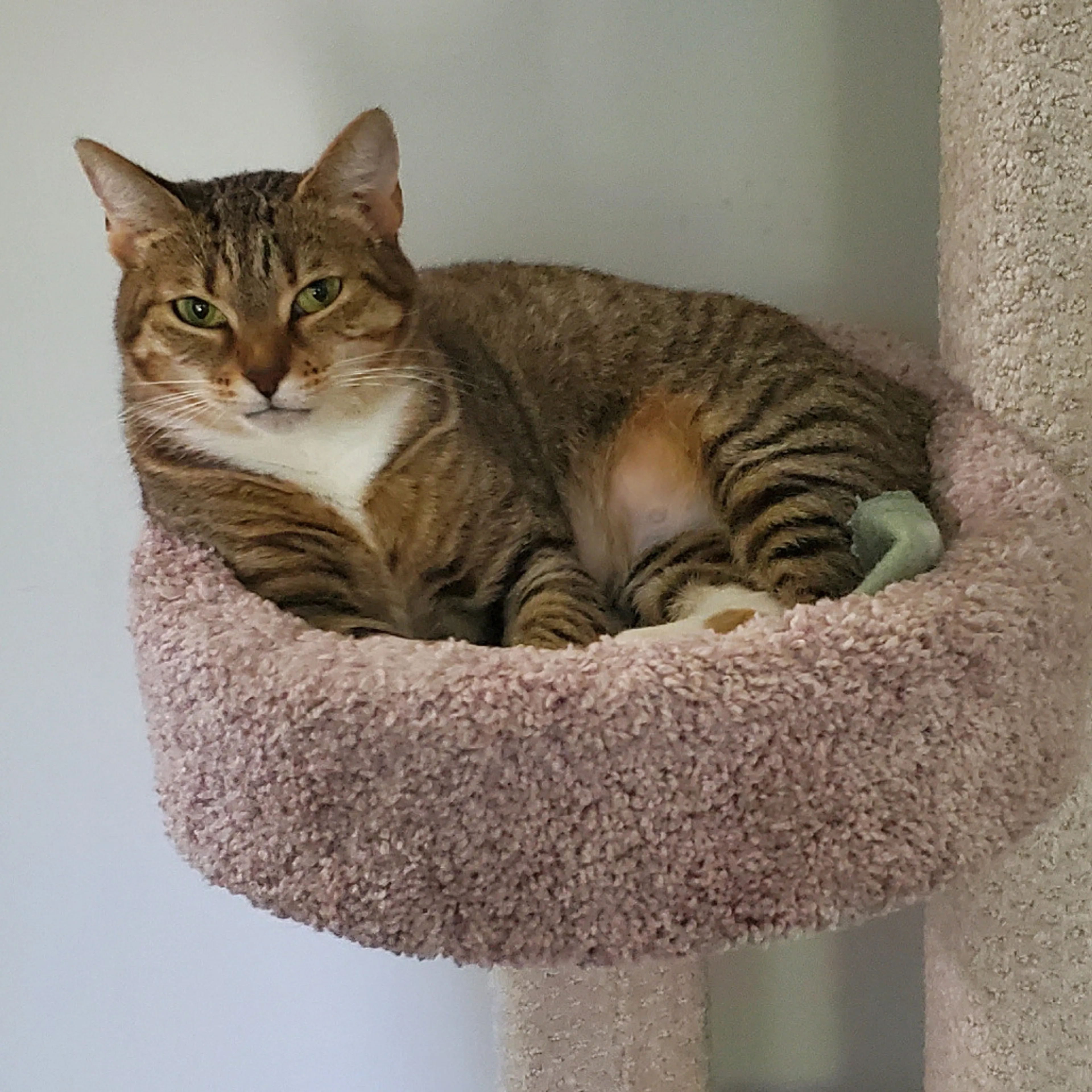 Found pet-4