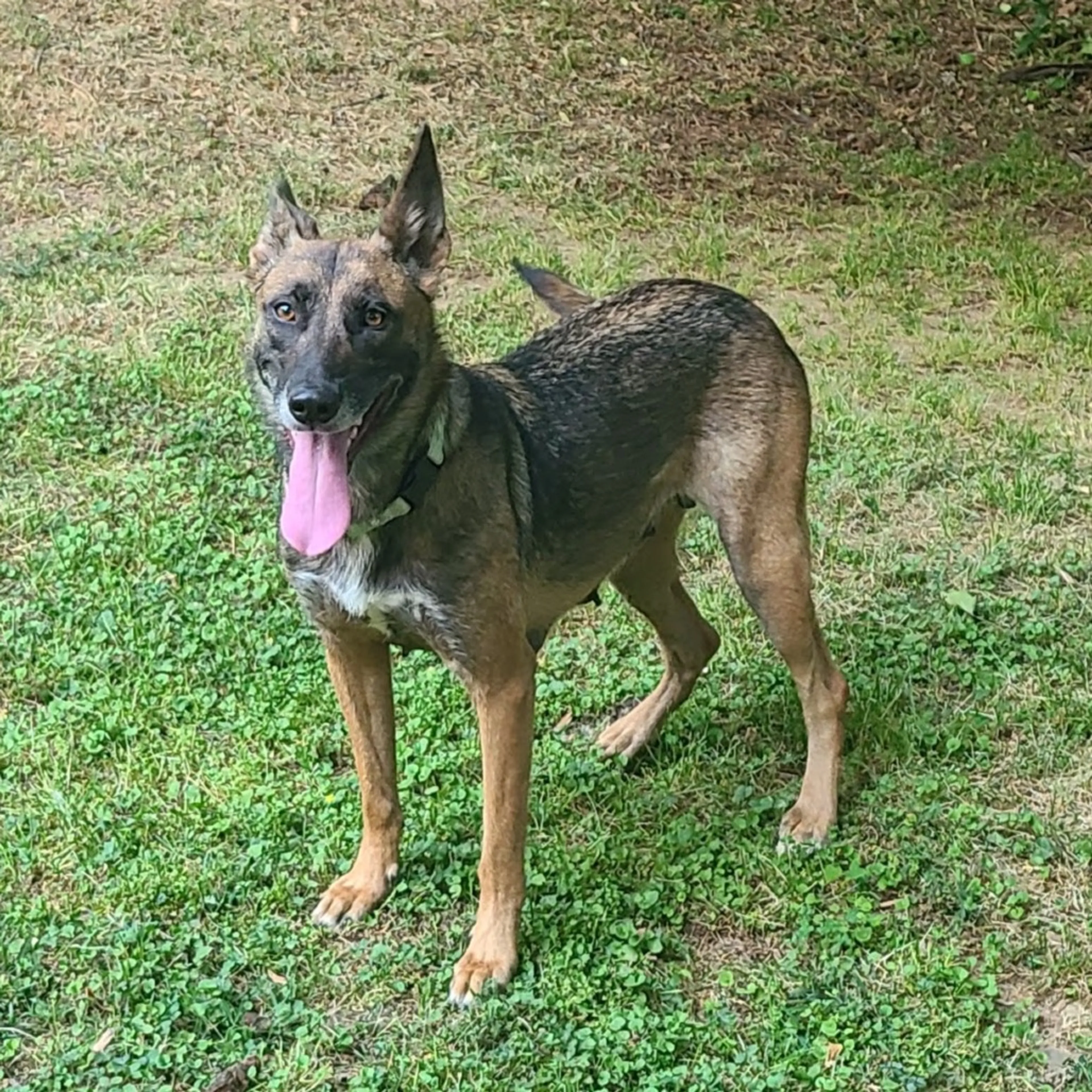 Found pet-1