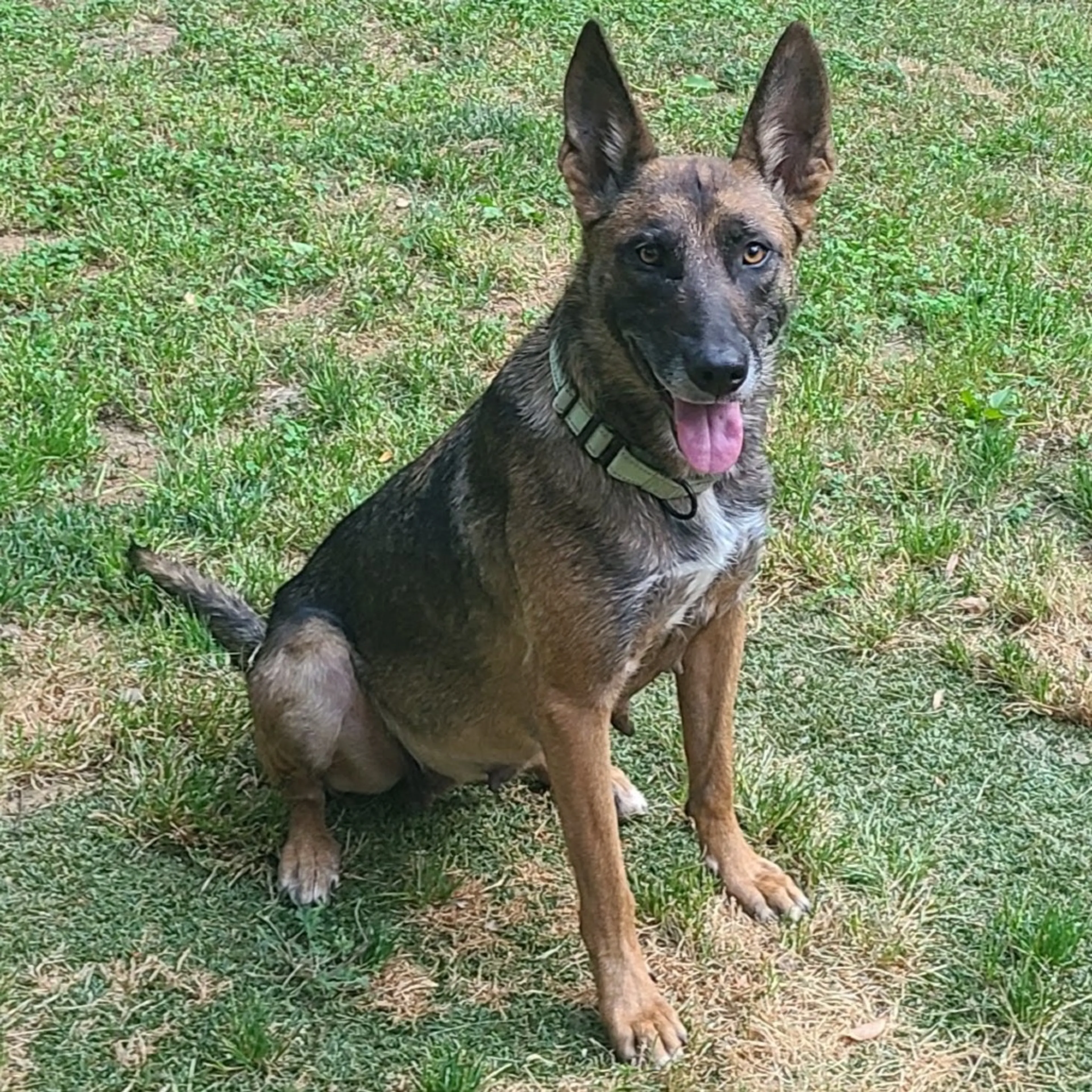 Found pet-2