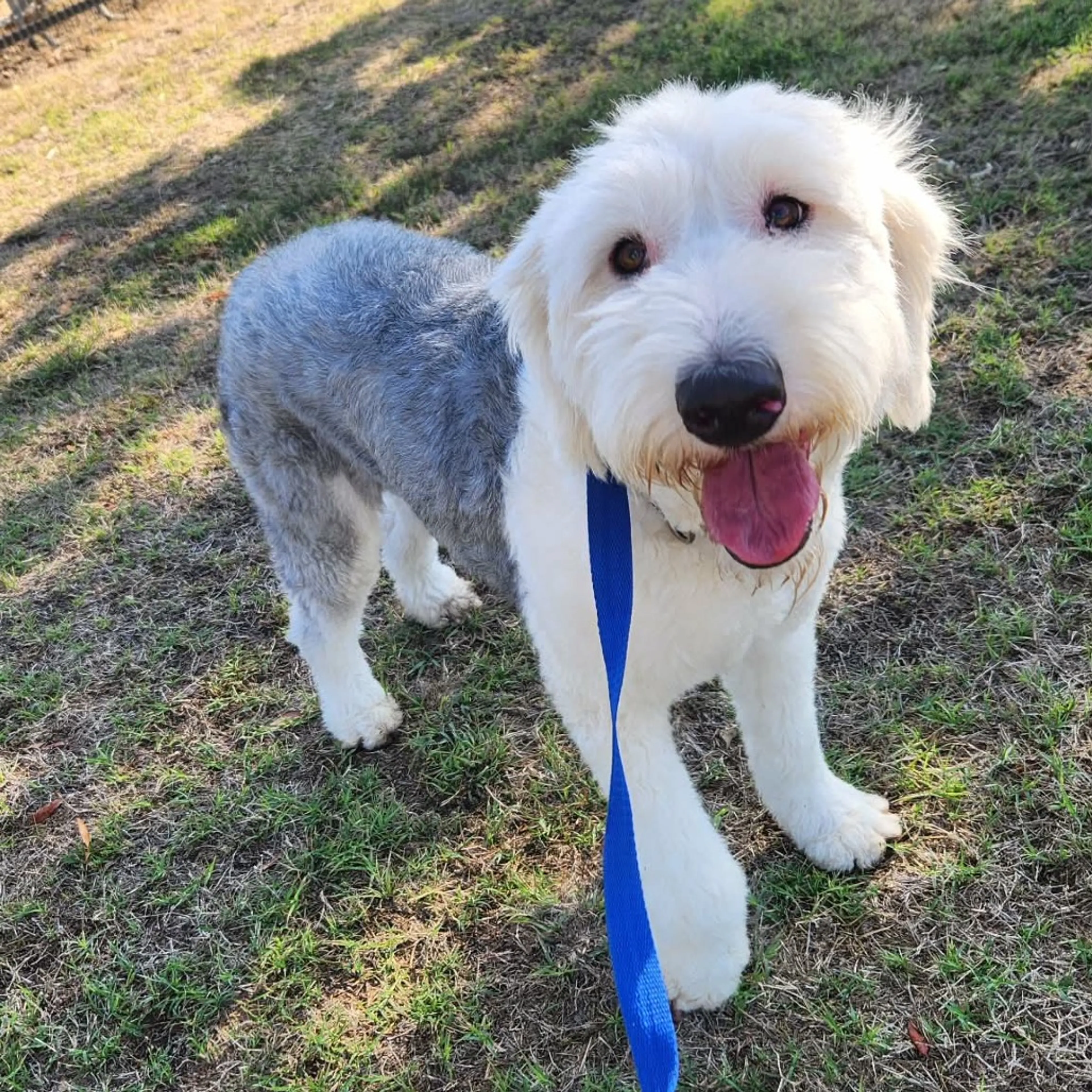 Found pet-7