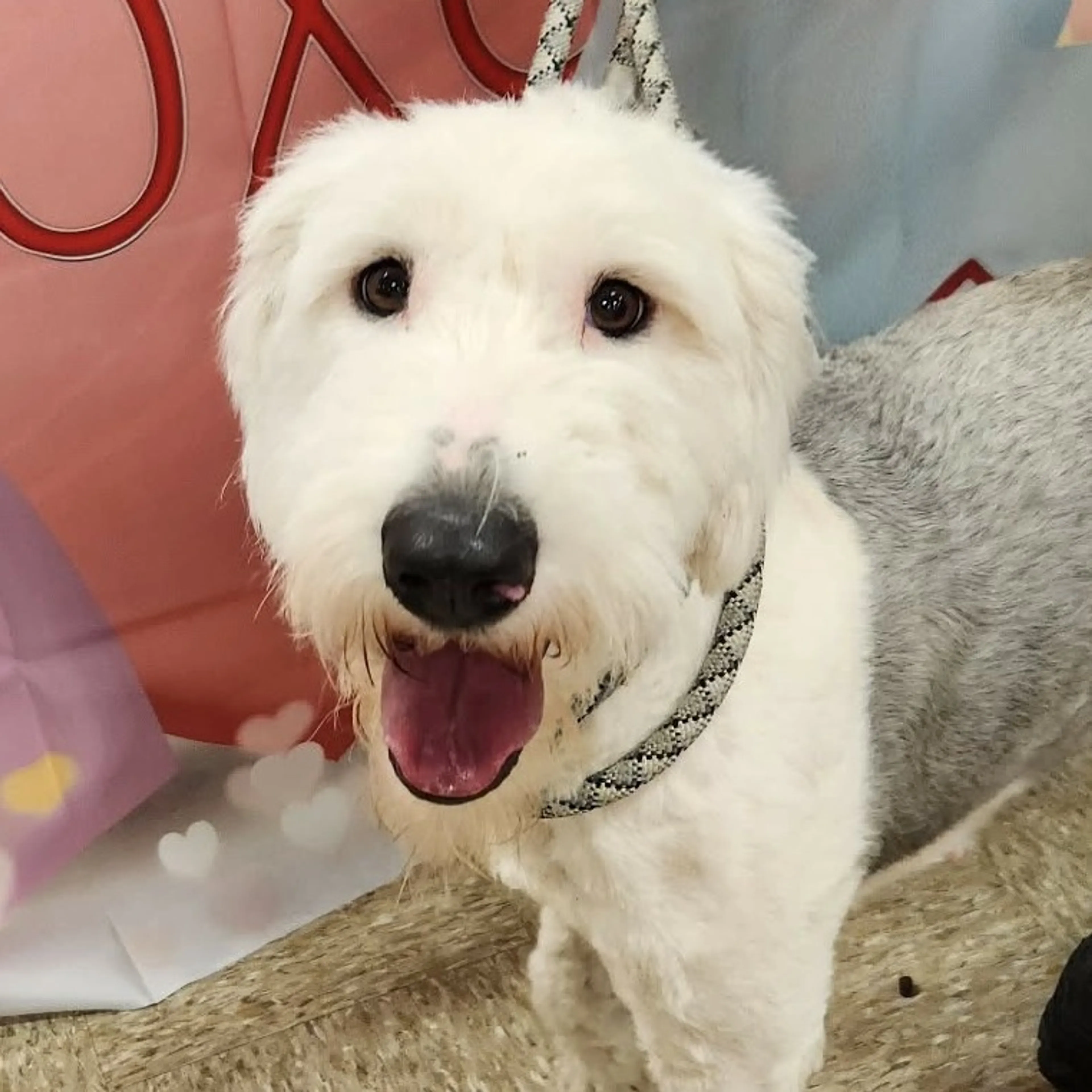 Found pet-5