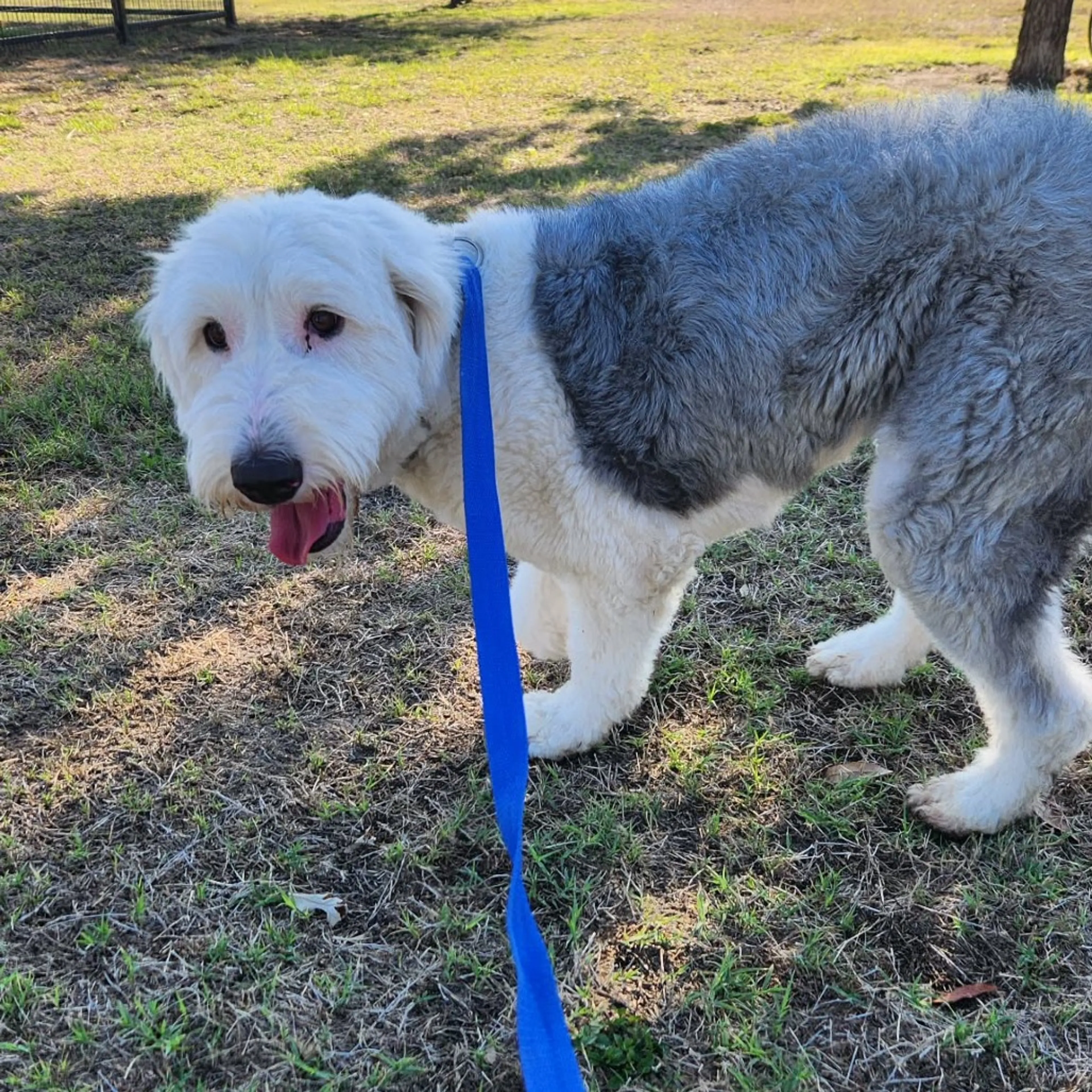 Found pet-10