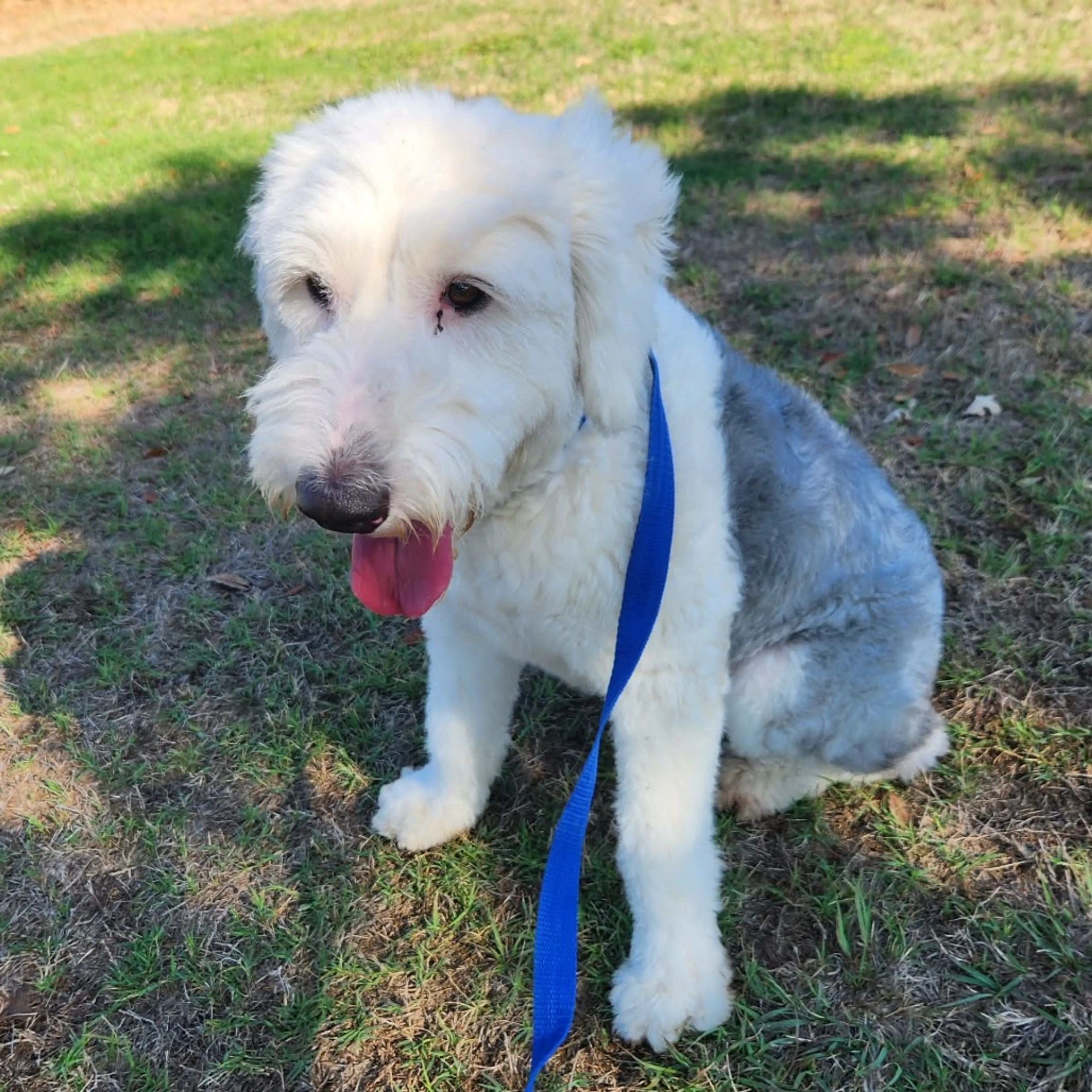 Found pet-11