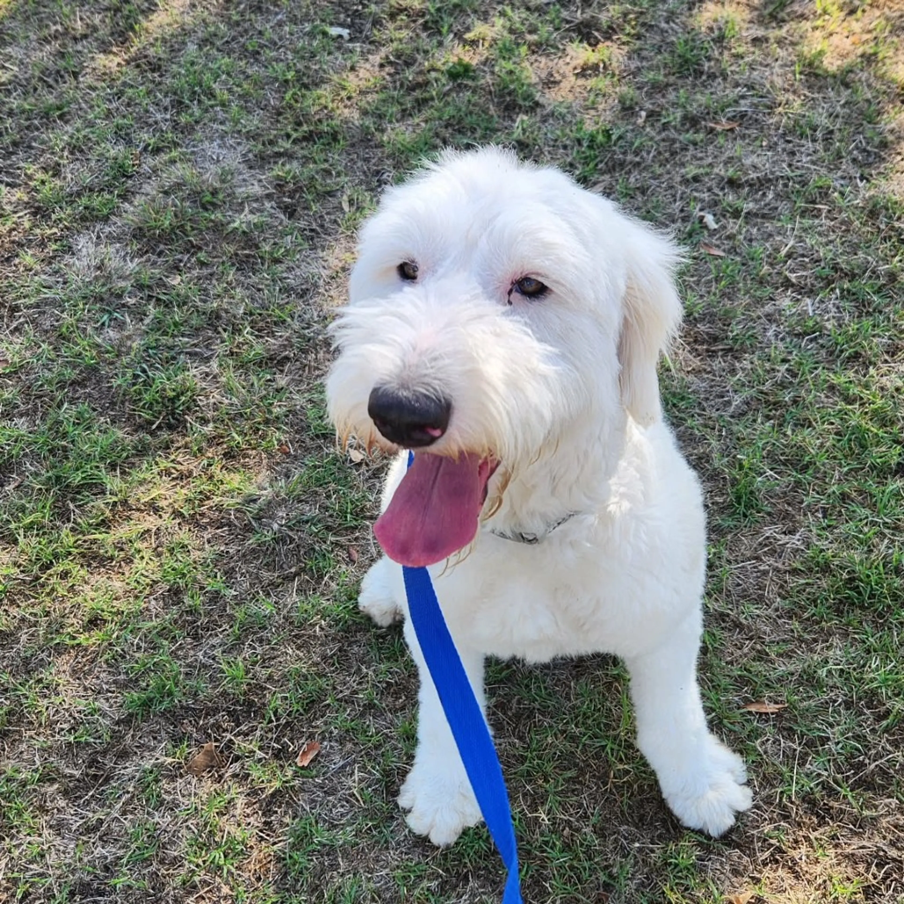Found pet-8