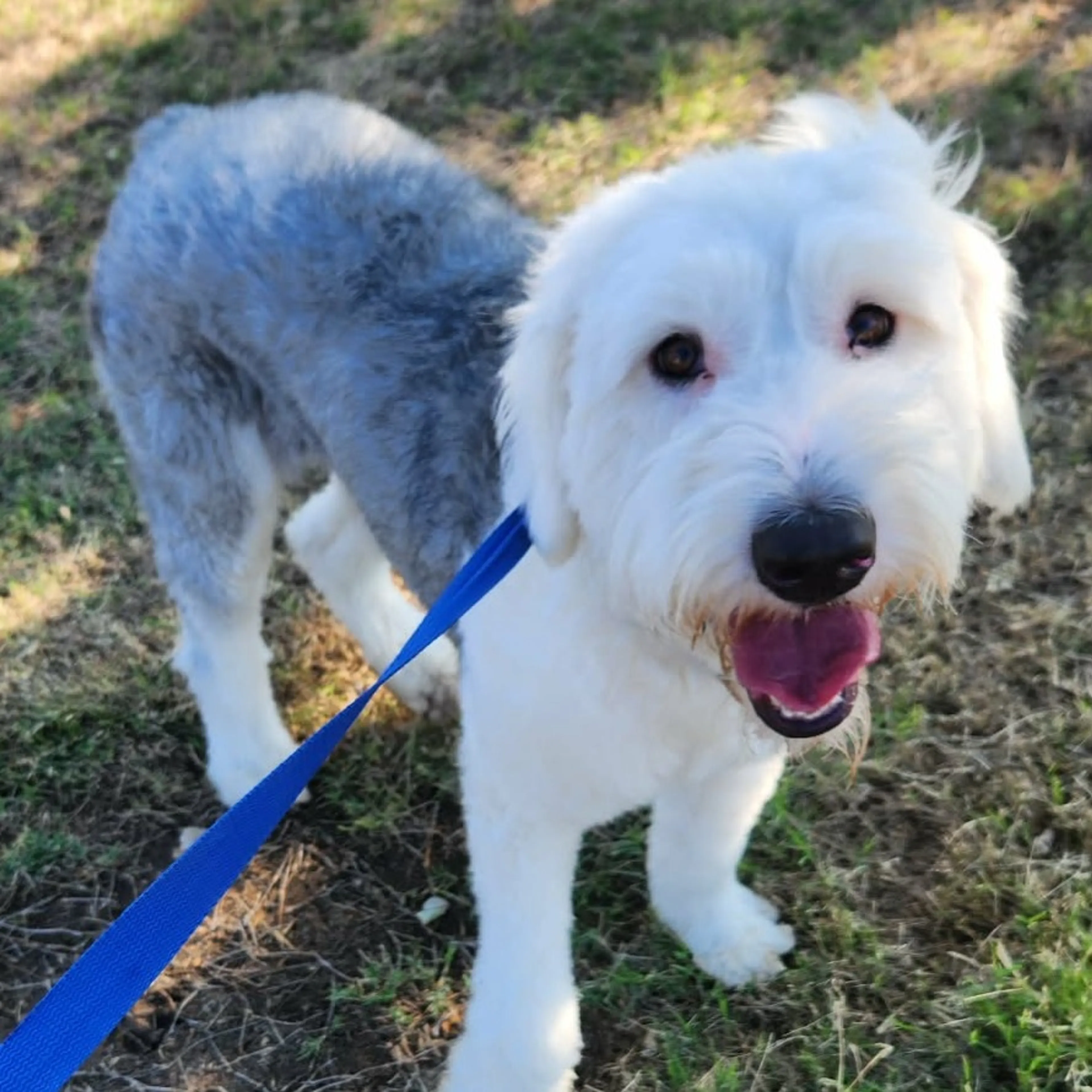 Found pet-13