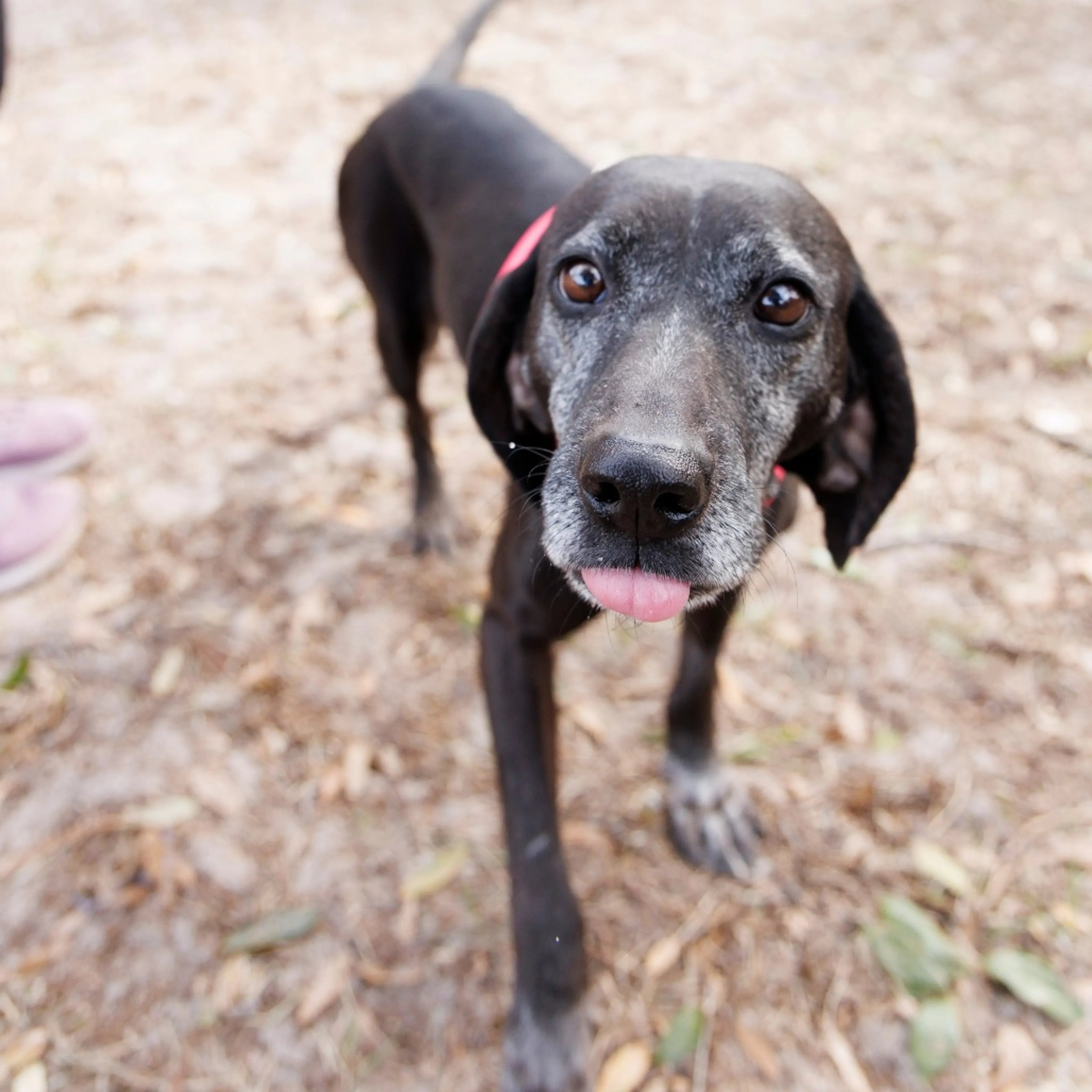 Found pet-2