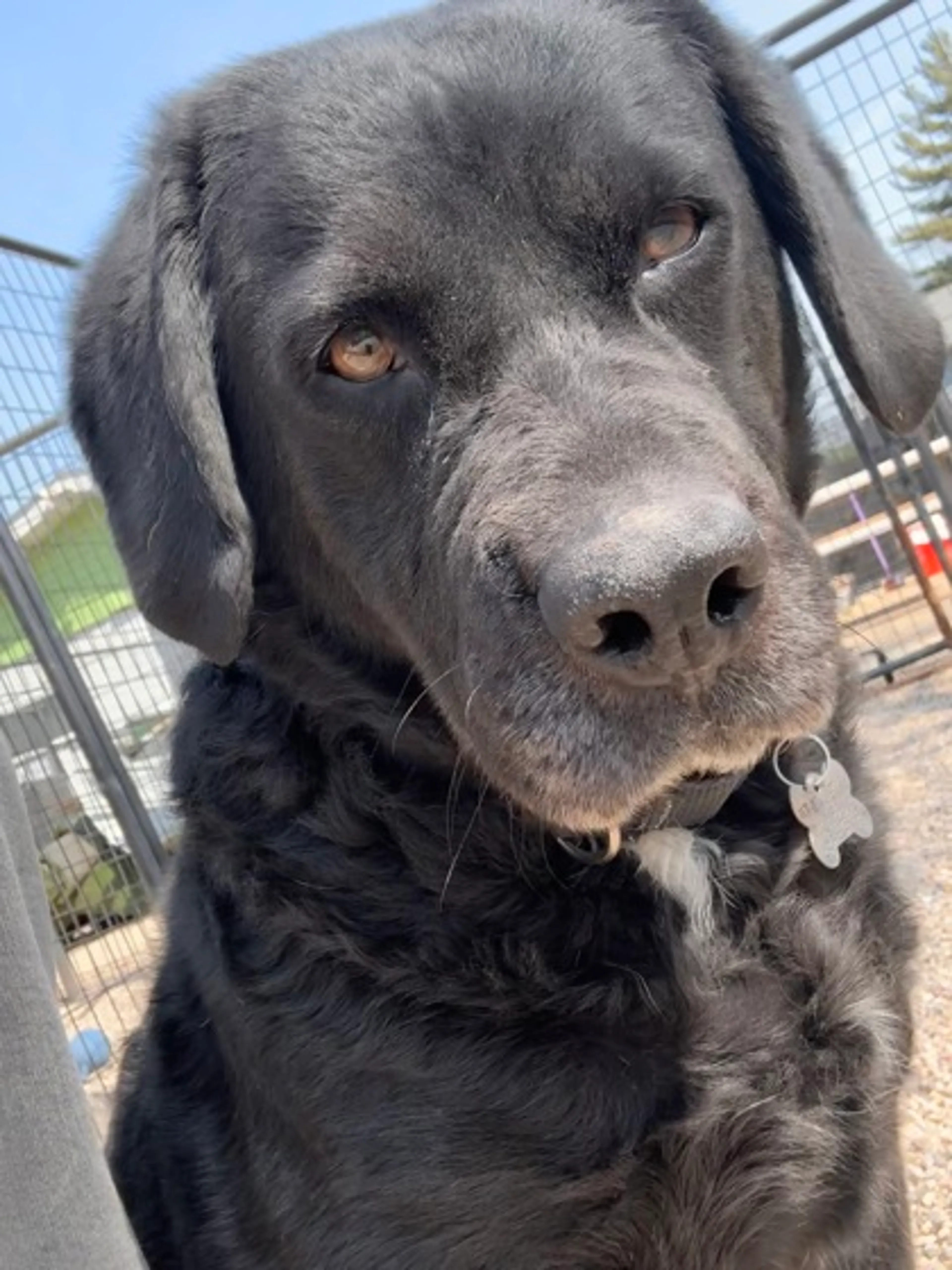 Found pet-1