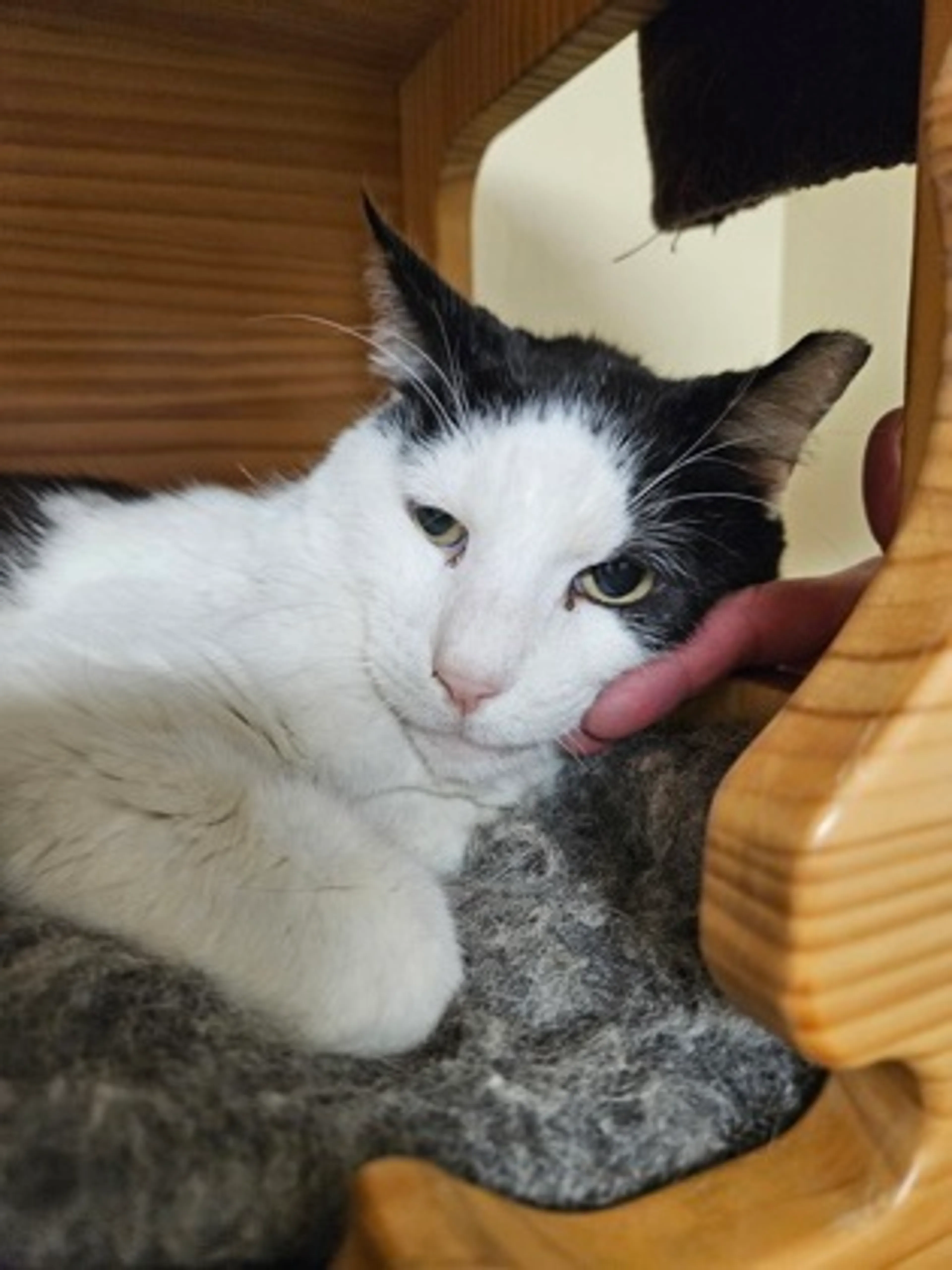 Found pet-1