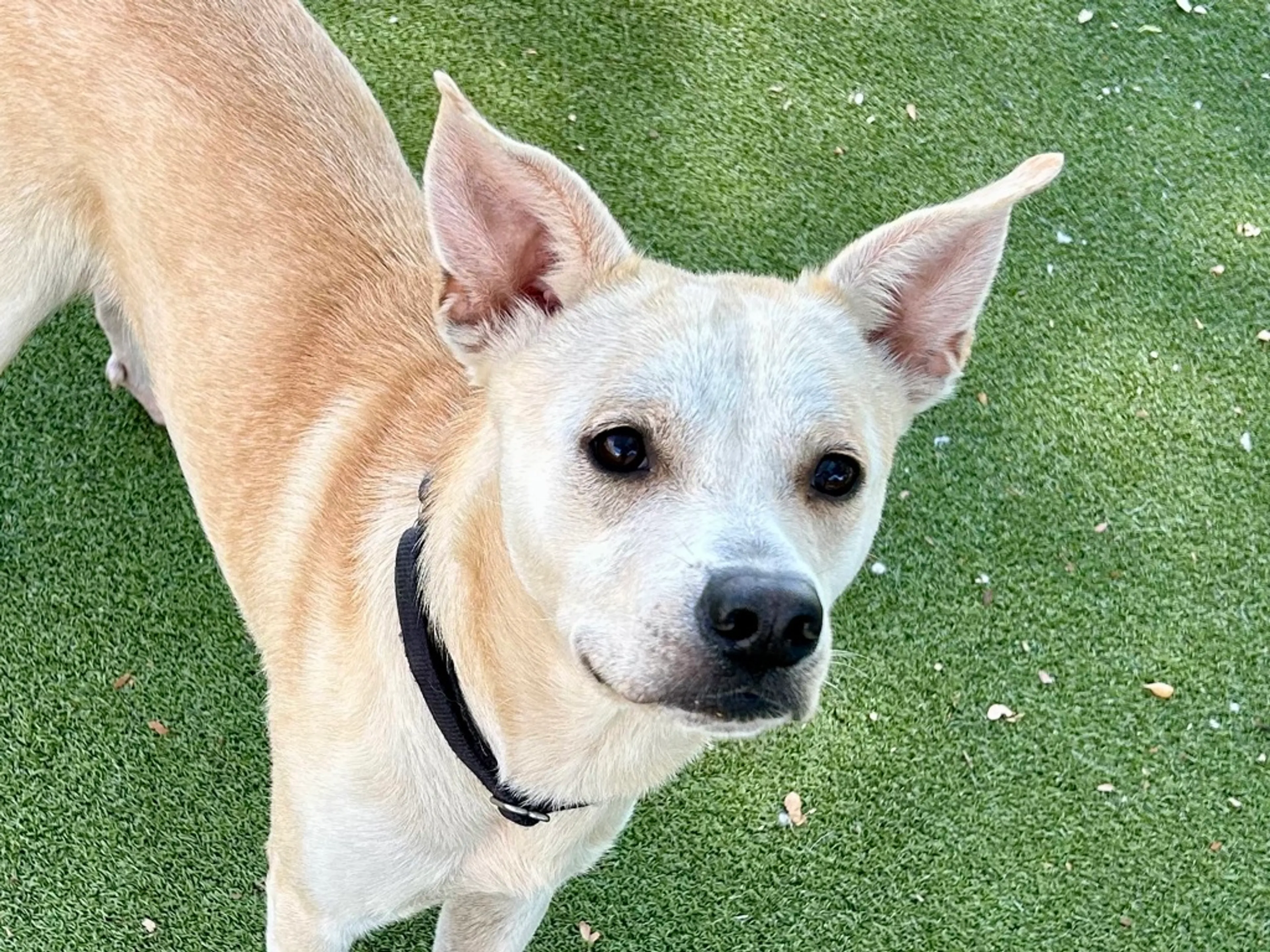 Found pet
