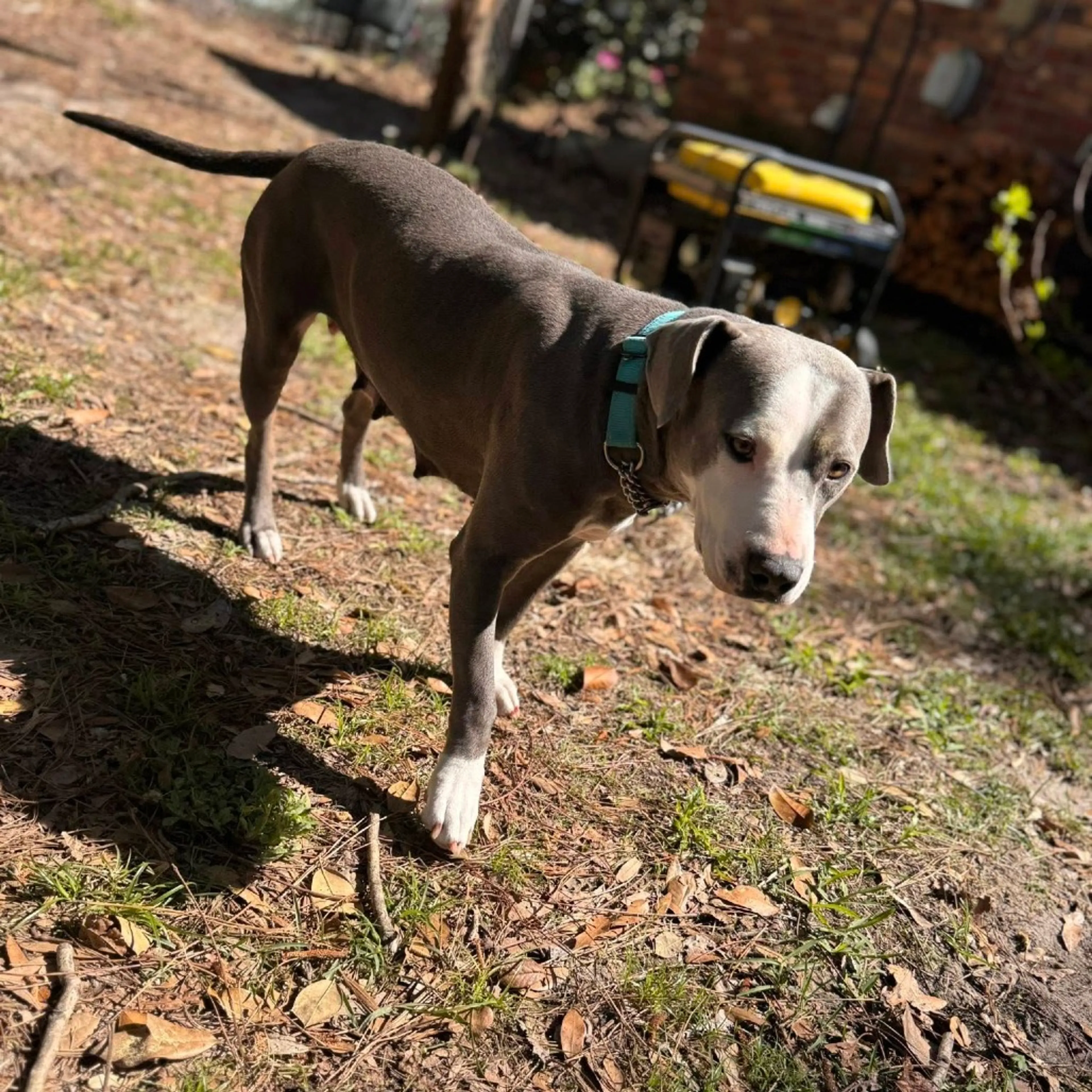cdn image