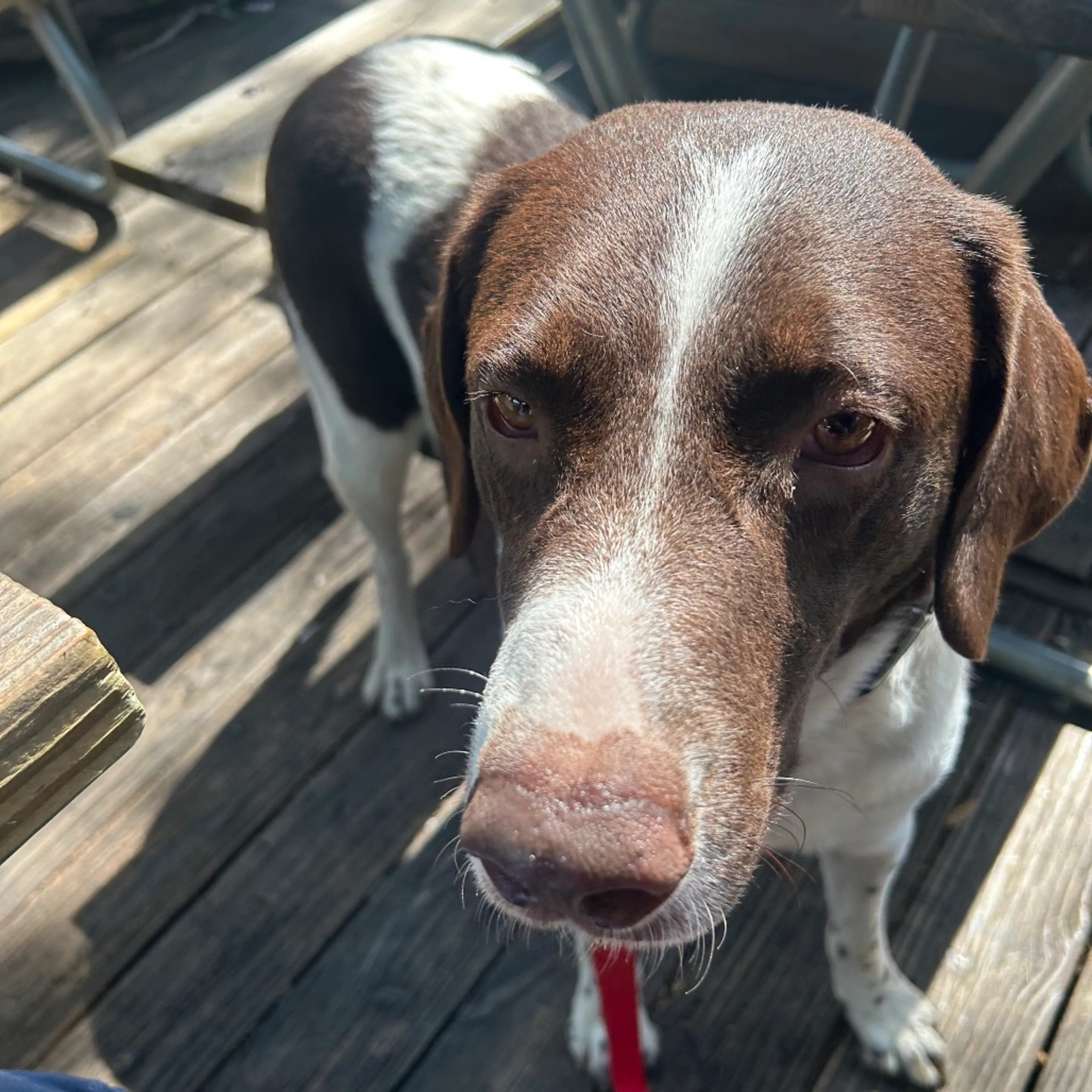Found pet-10