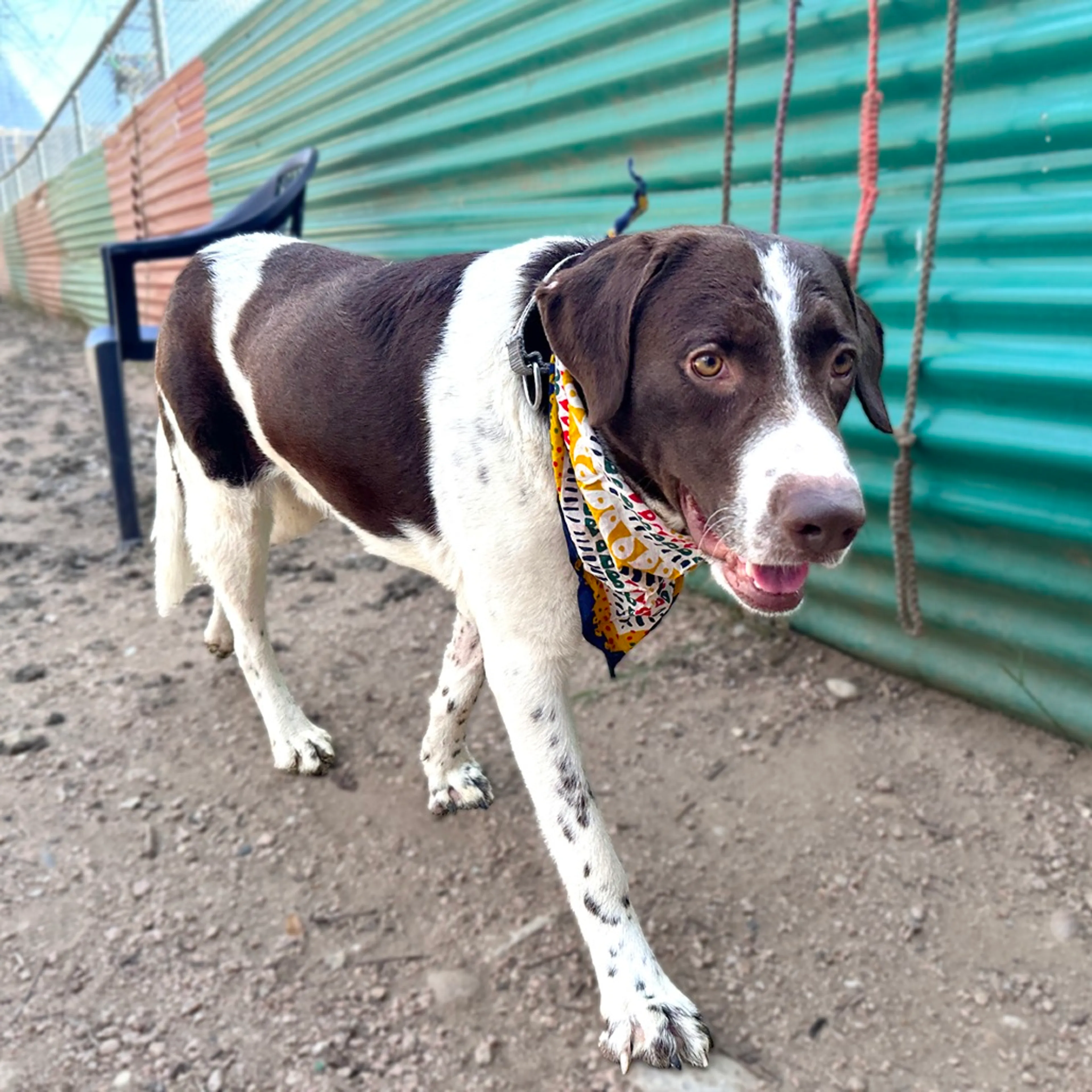 Found pet-3
