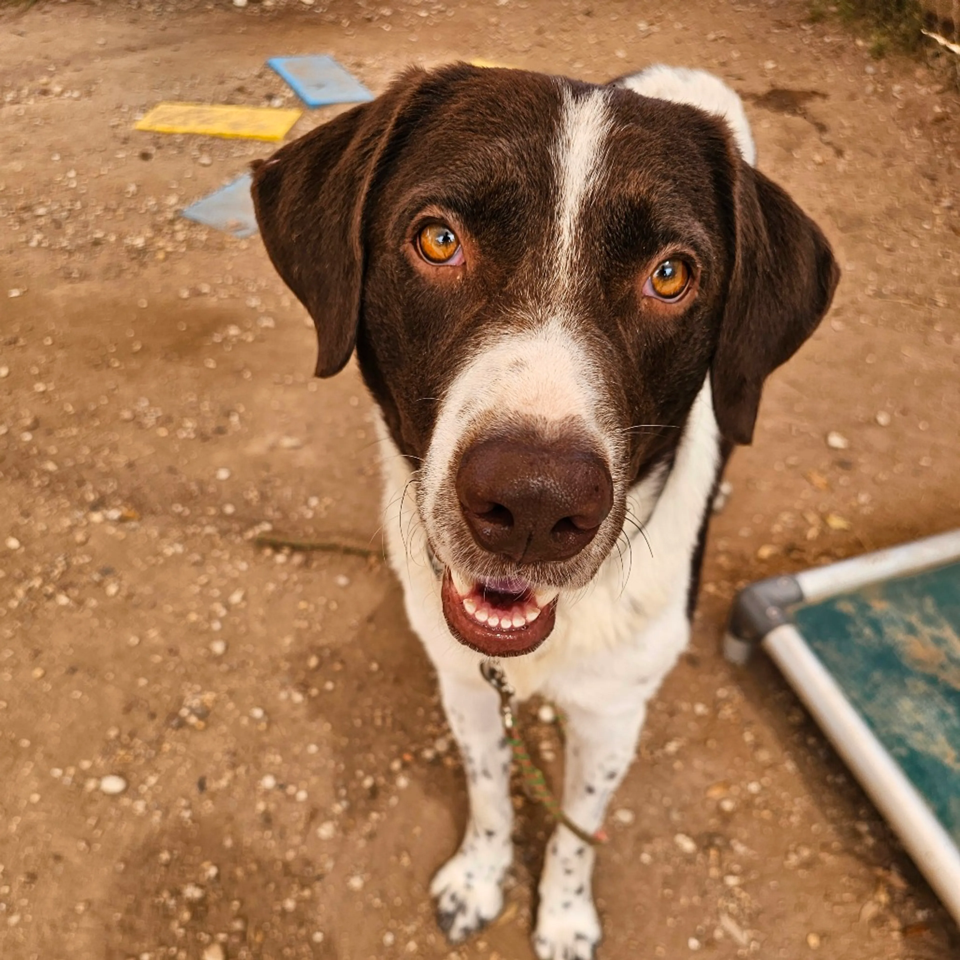 Found pet-5