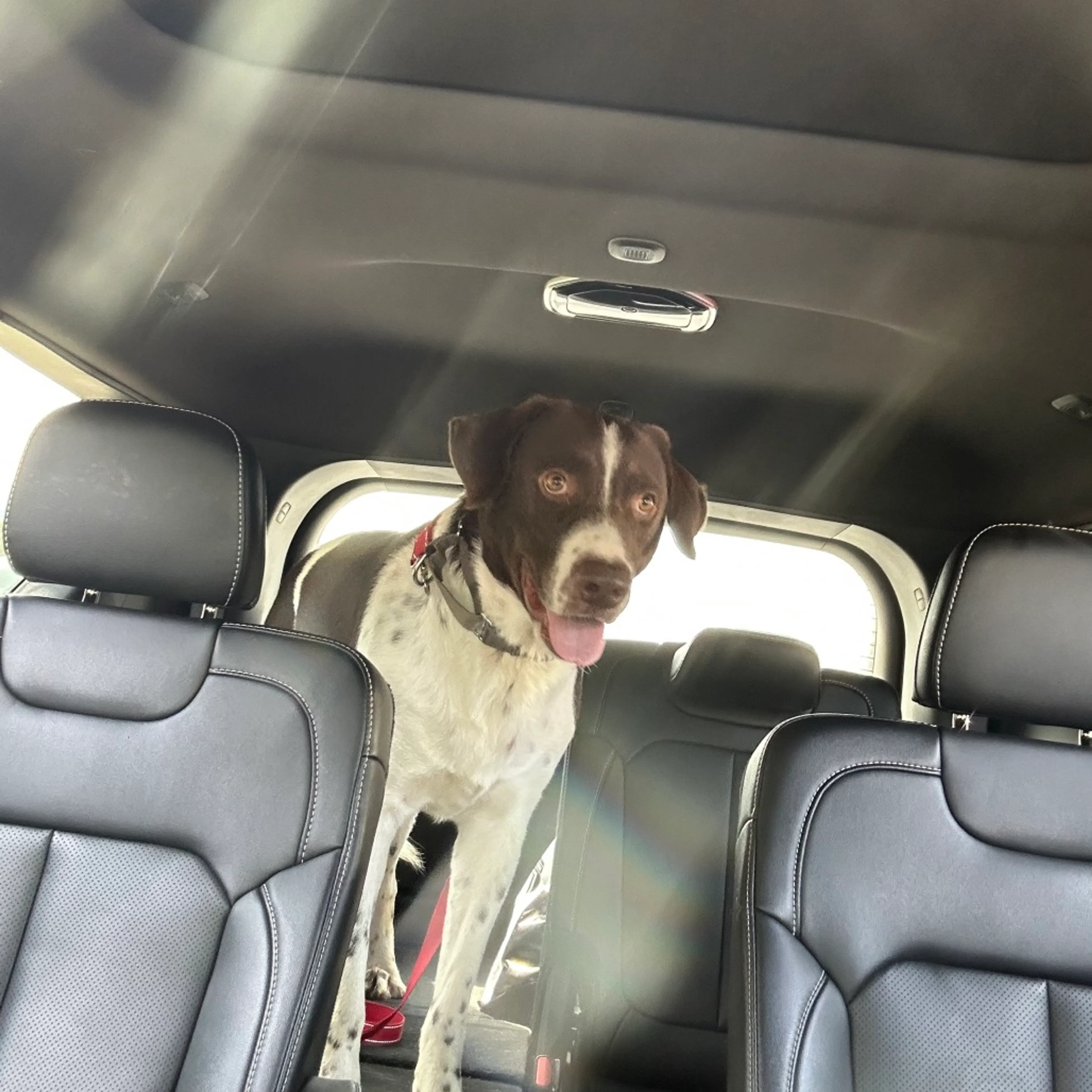 Found pet-12