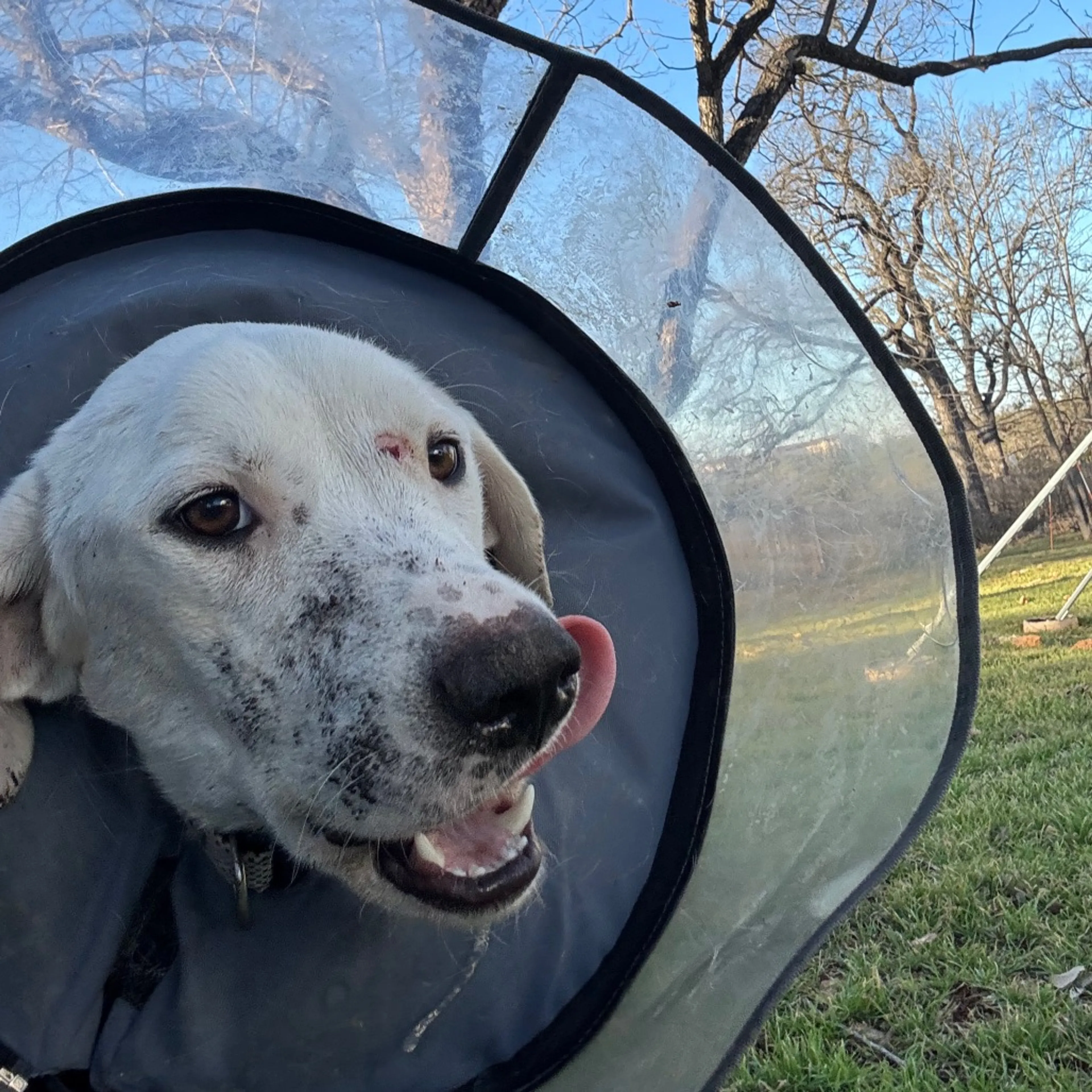 Found pet-2
