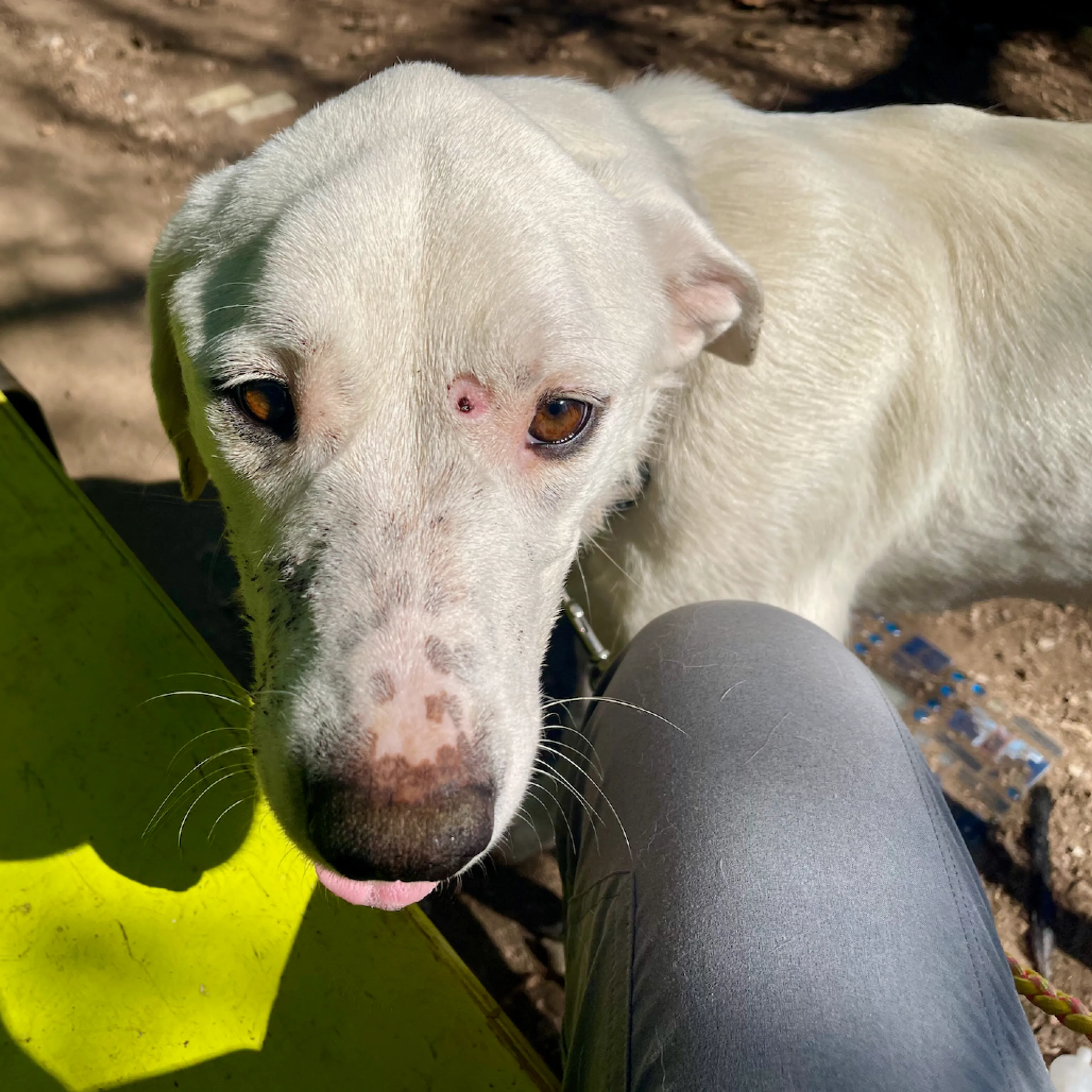 Found pet-6