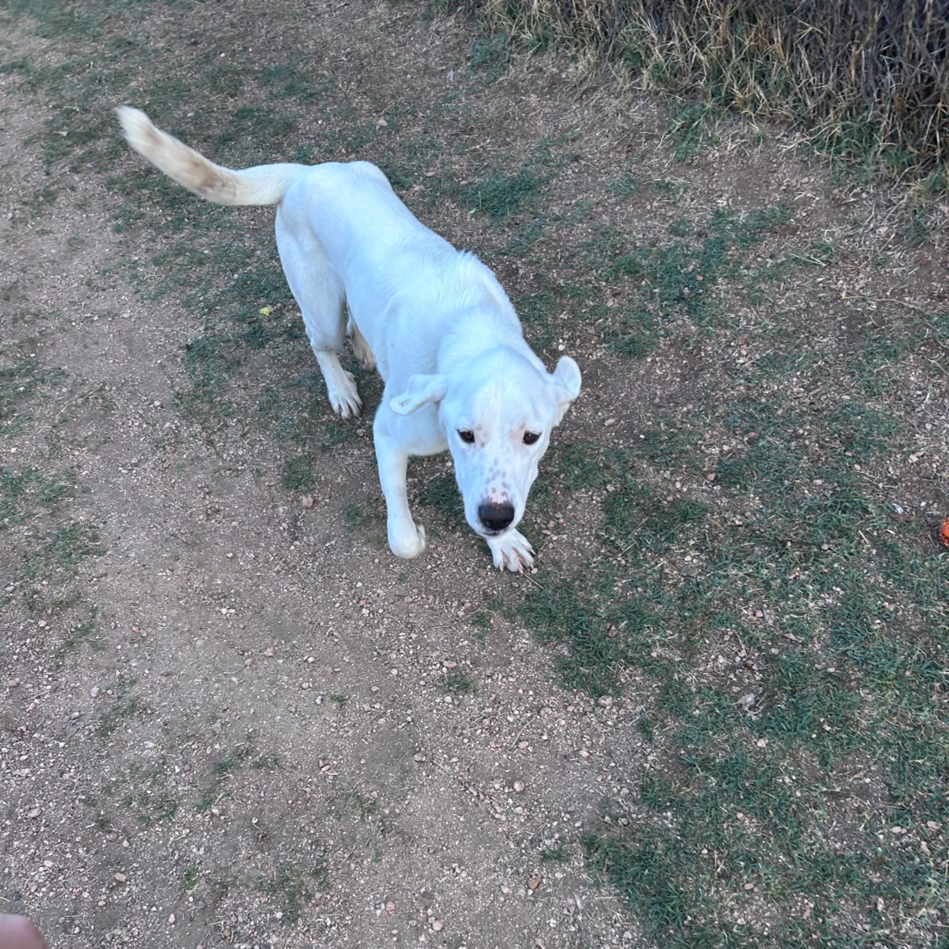 Found pet-10