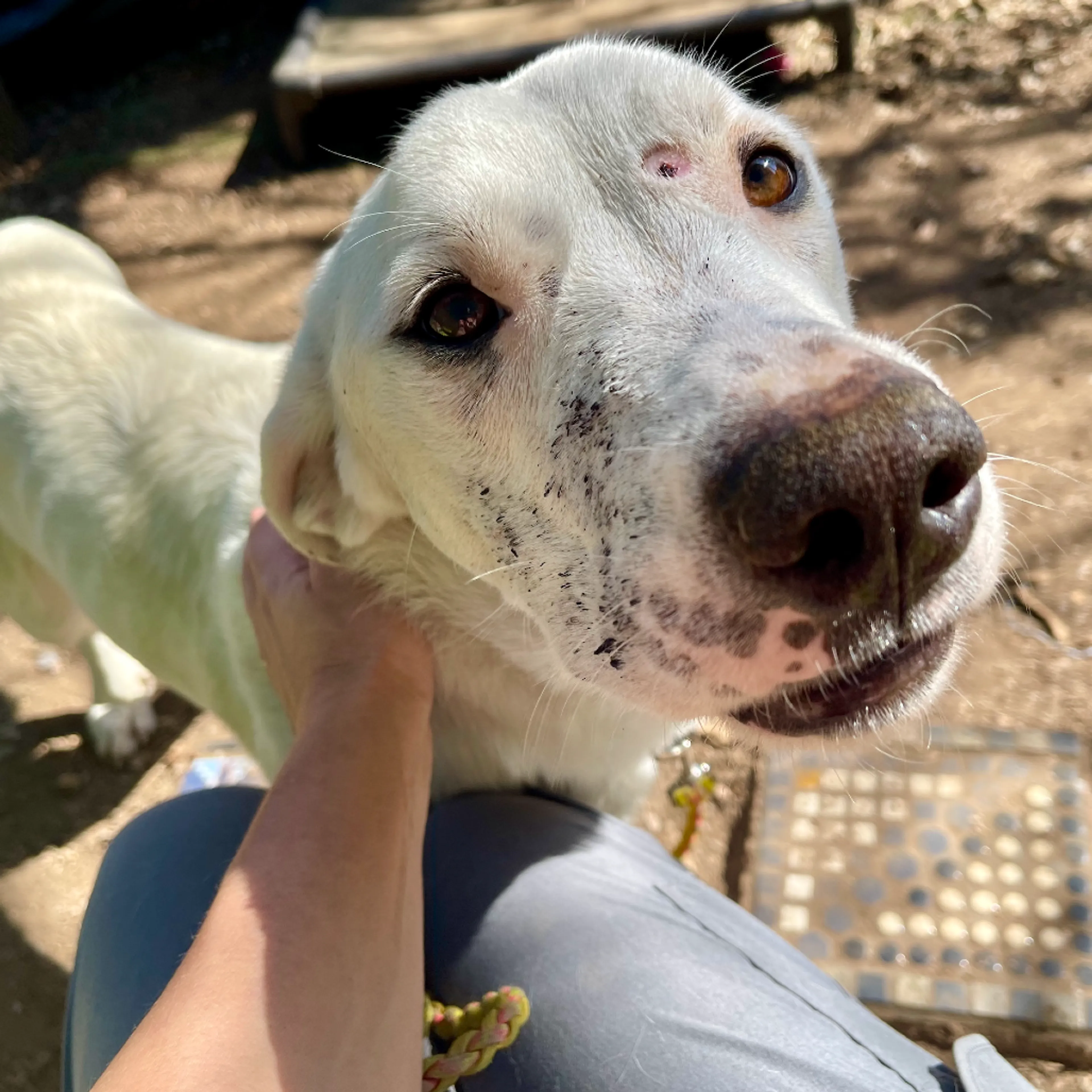 Found pet-8