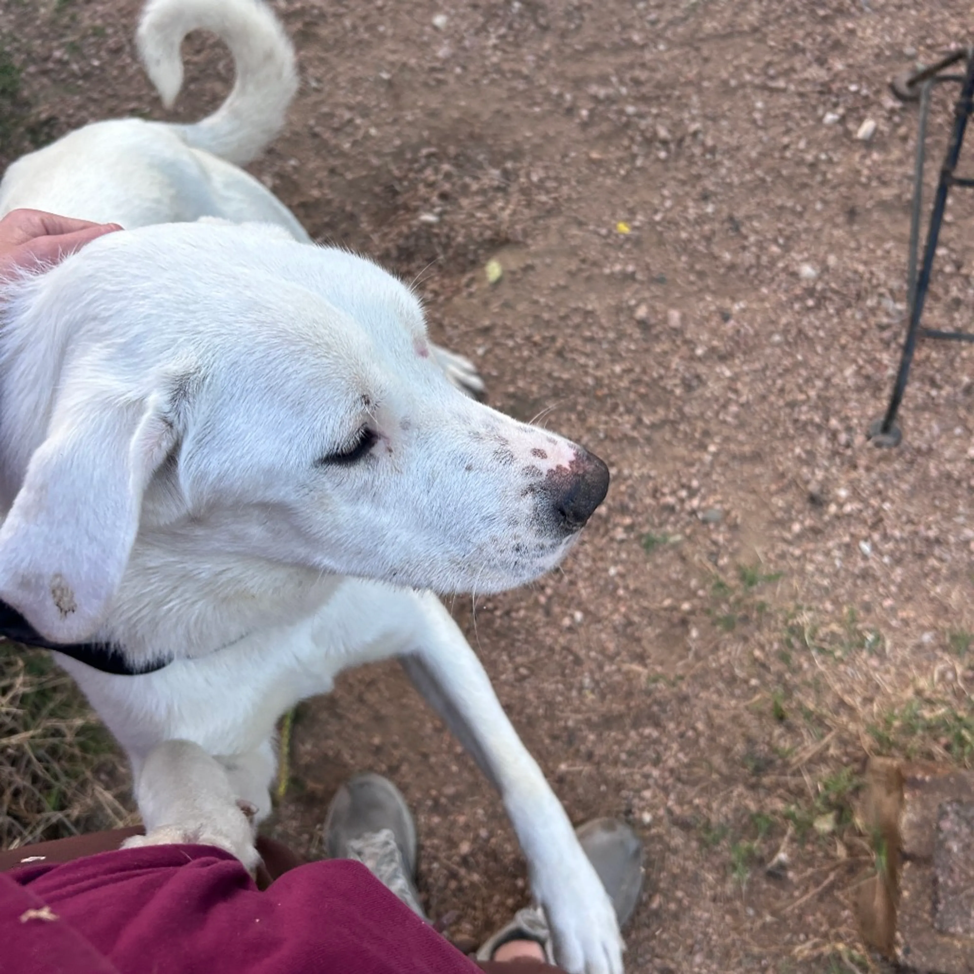 Found pet-9