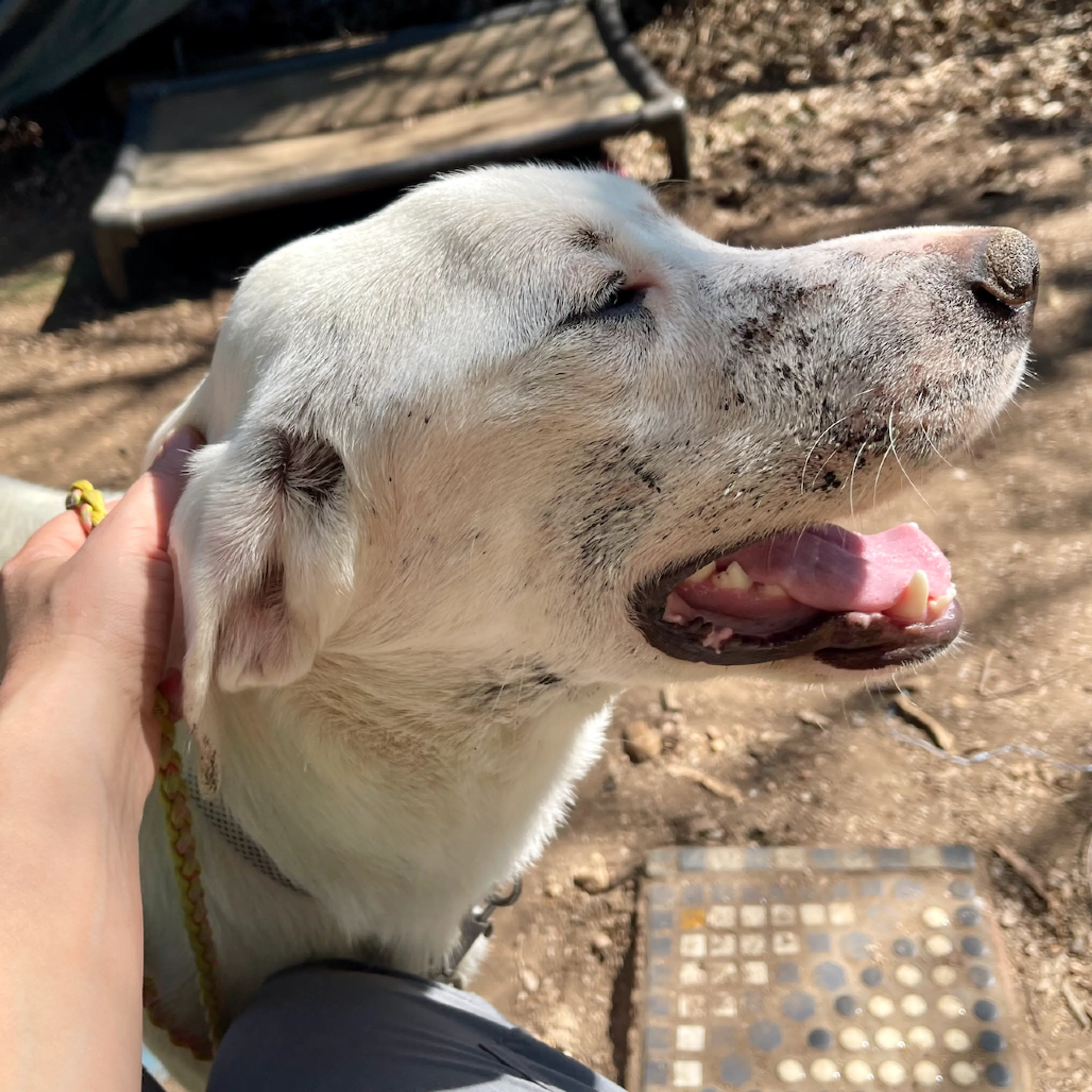 Found pet-7