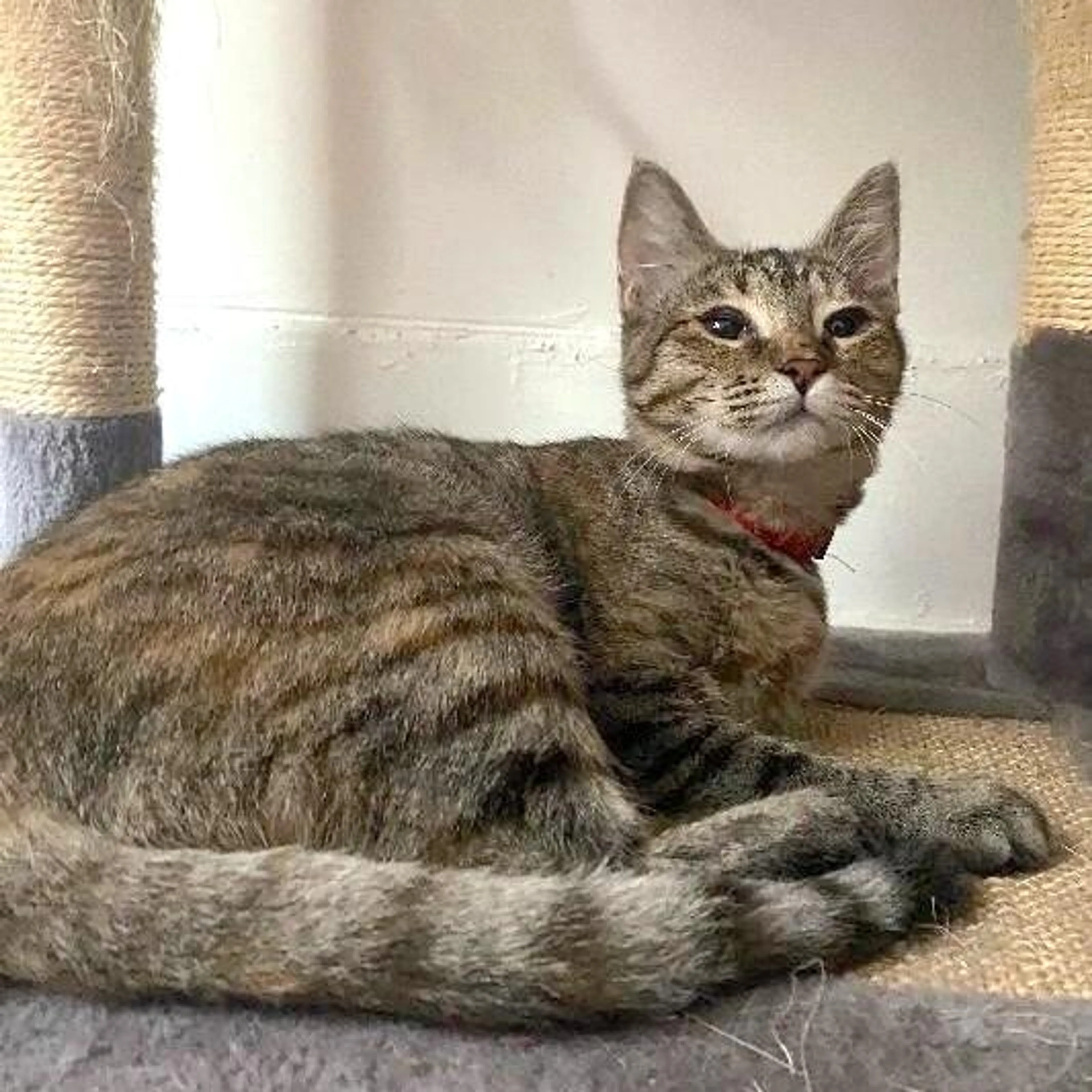 Found pet-2