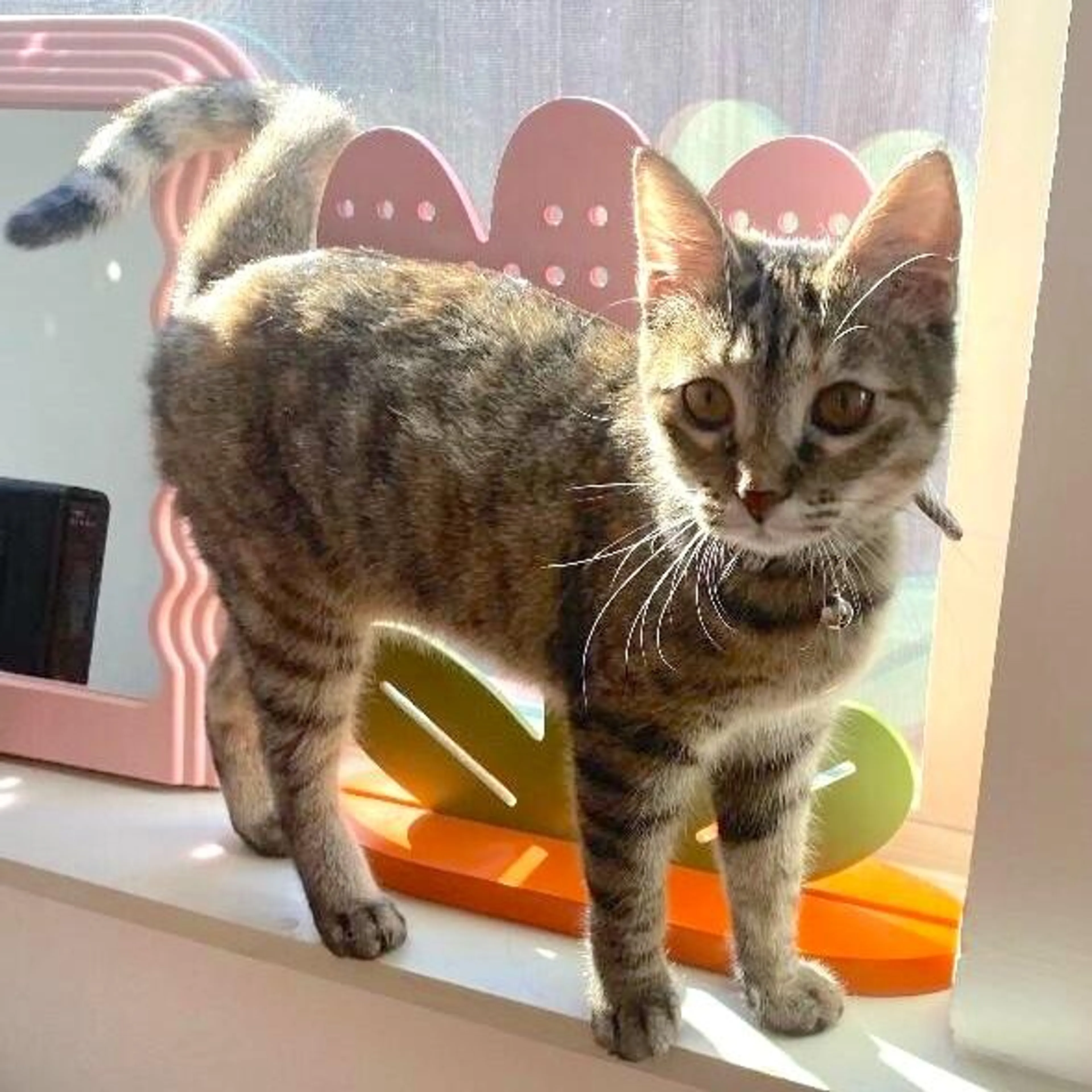 Found pet-1