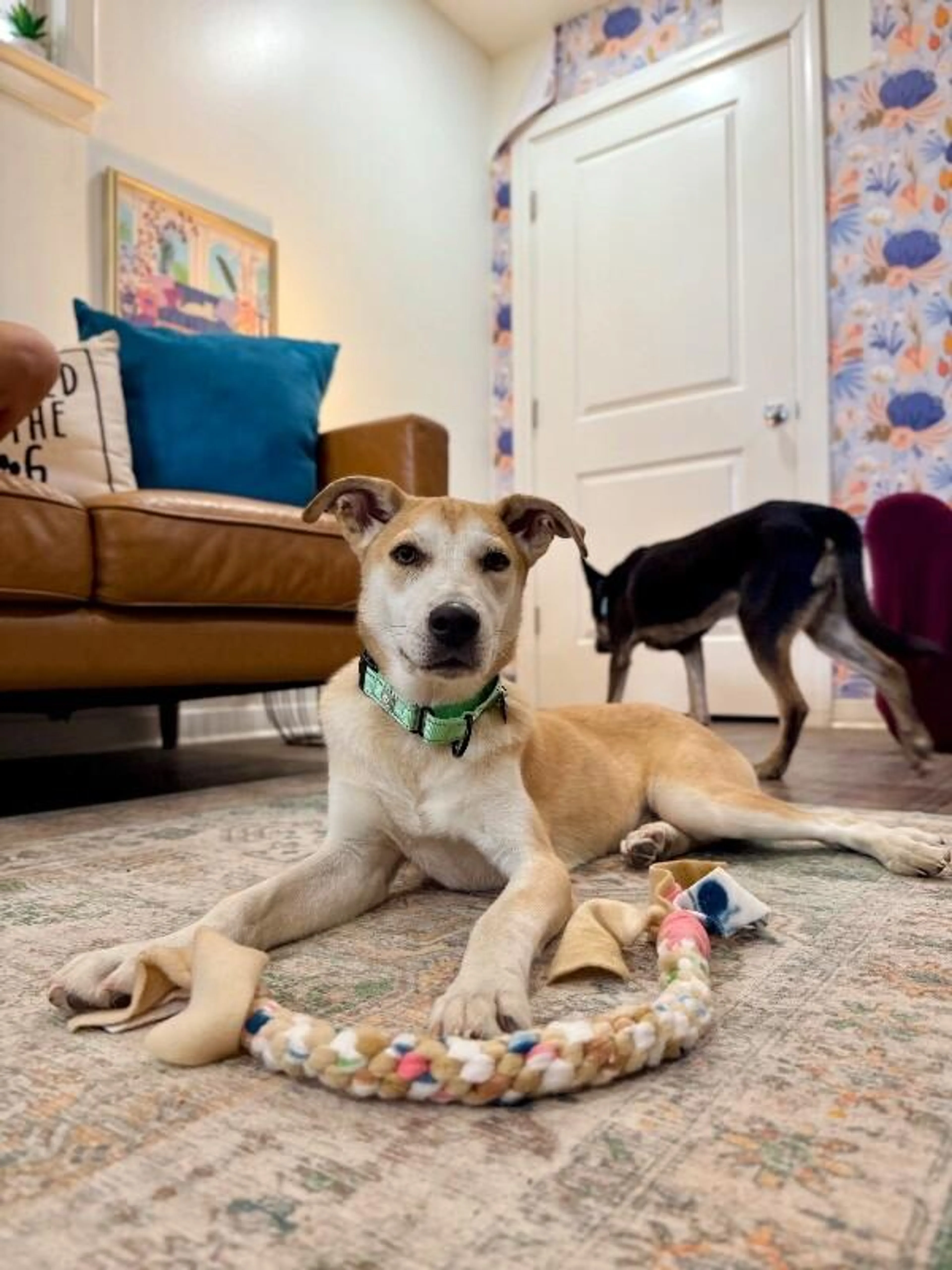 Found pet-4