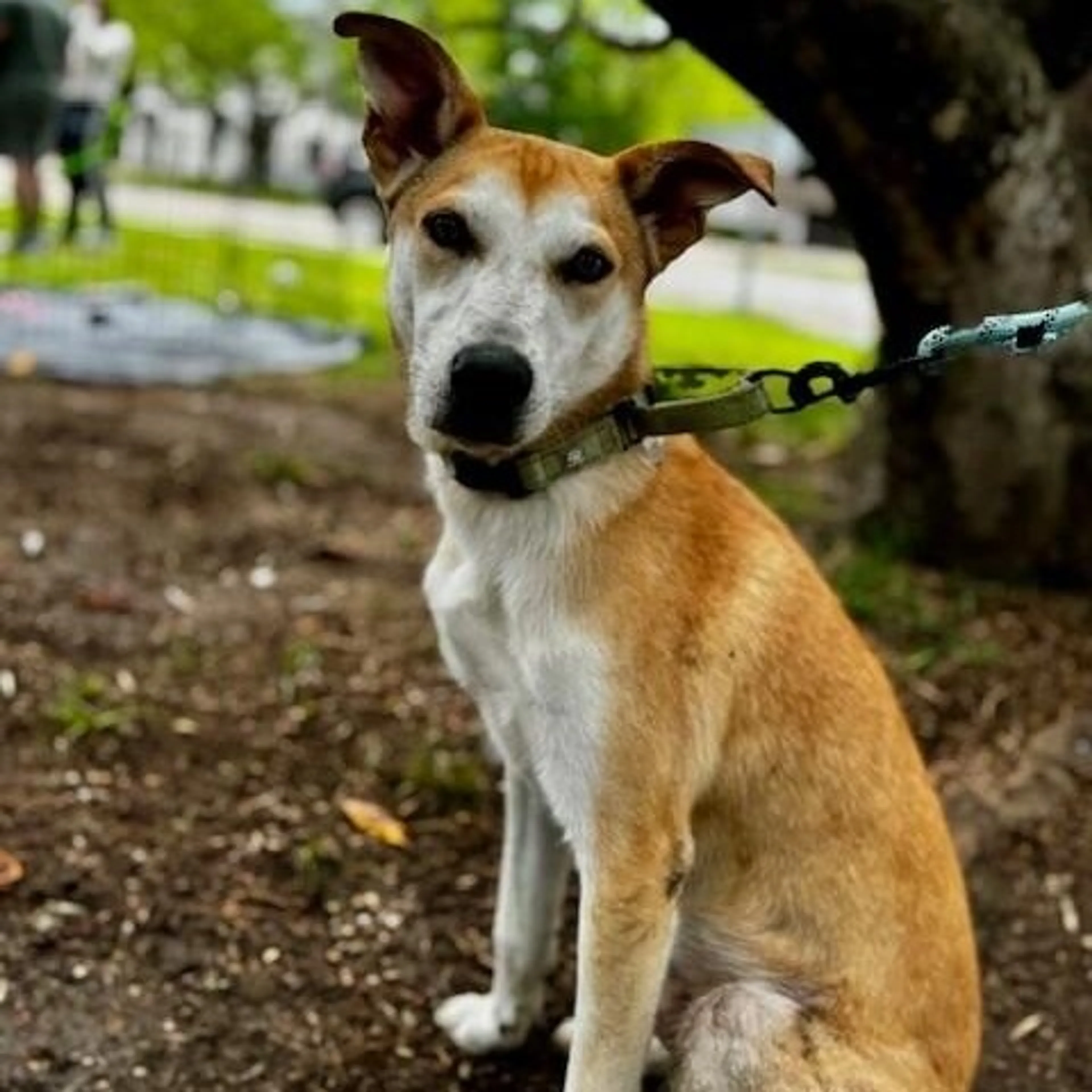 Found pet-3