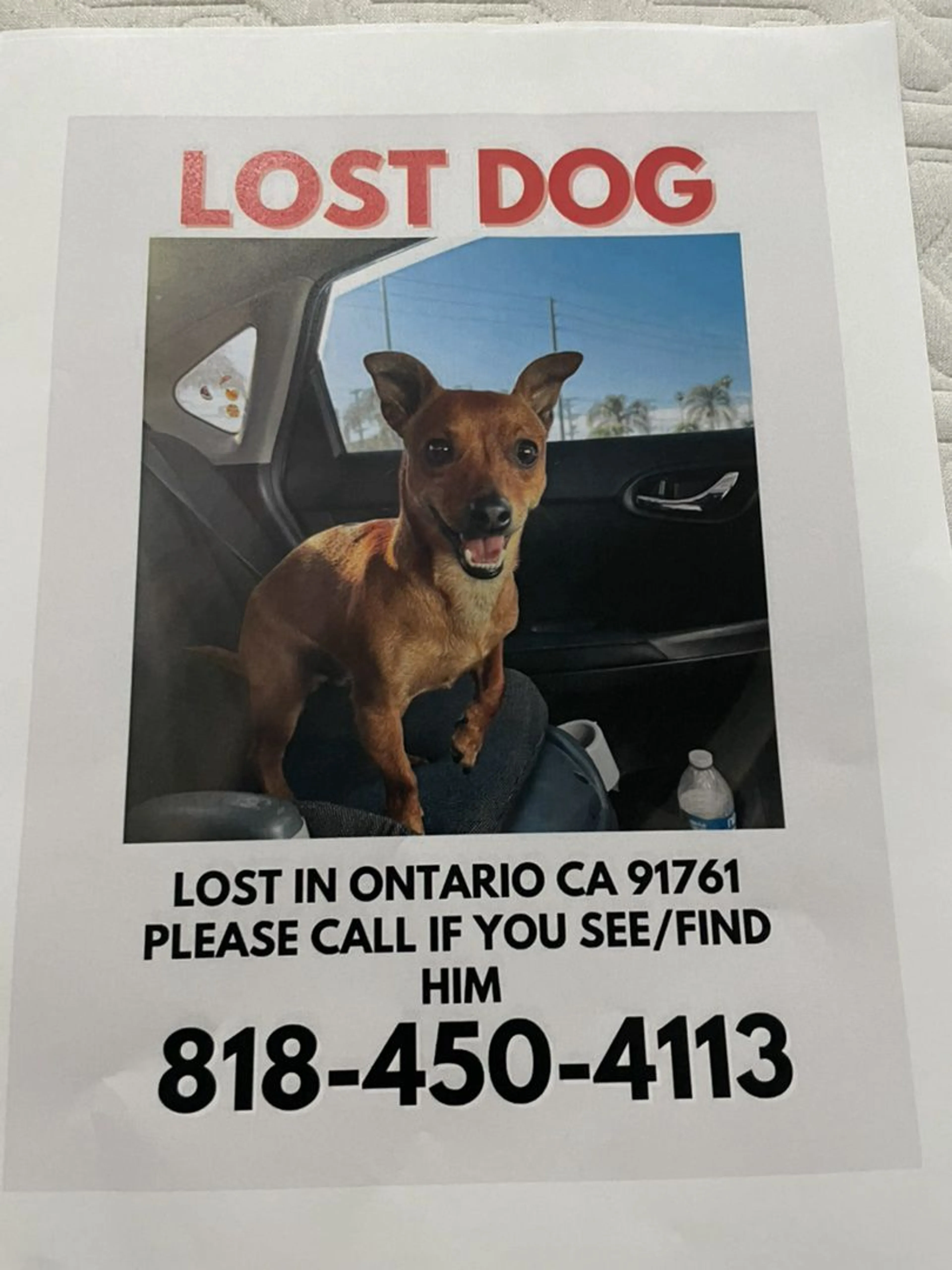 Lost pet-2