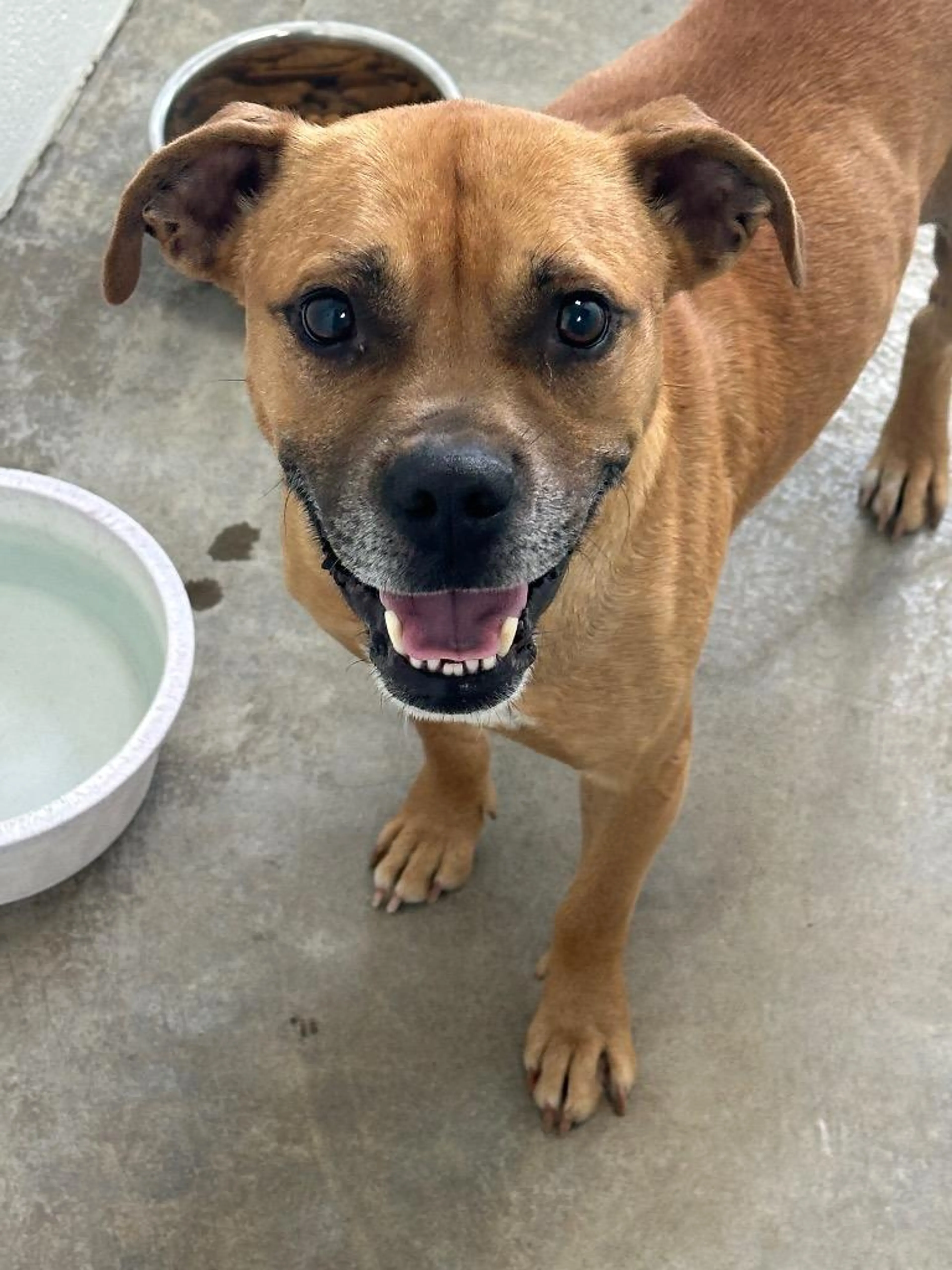 Found pet-1