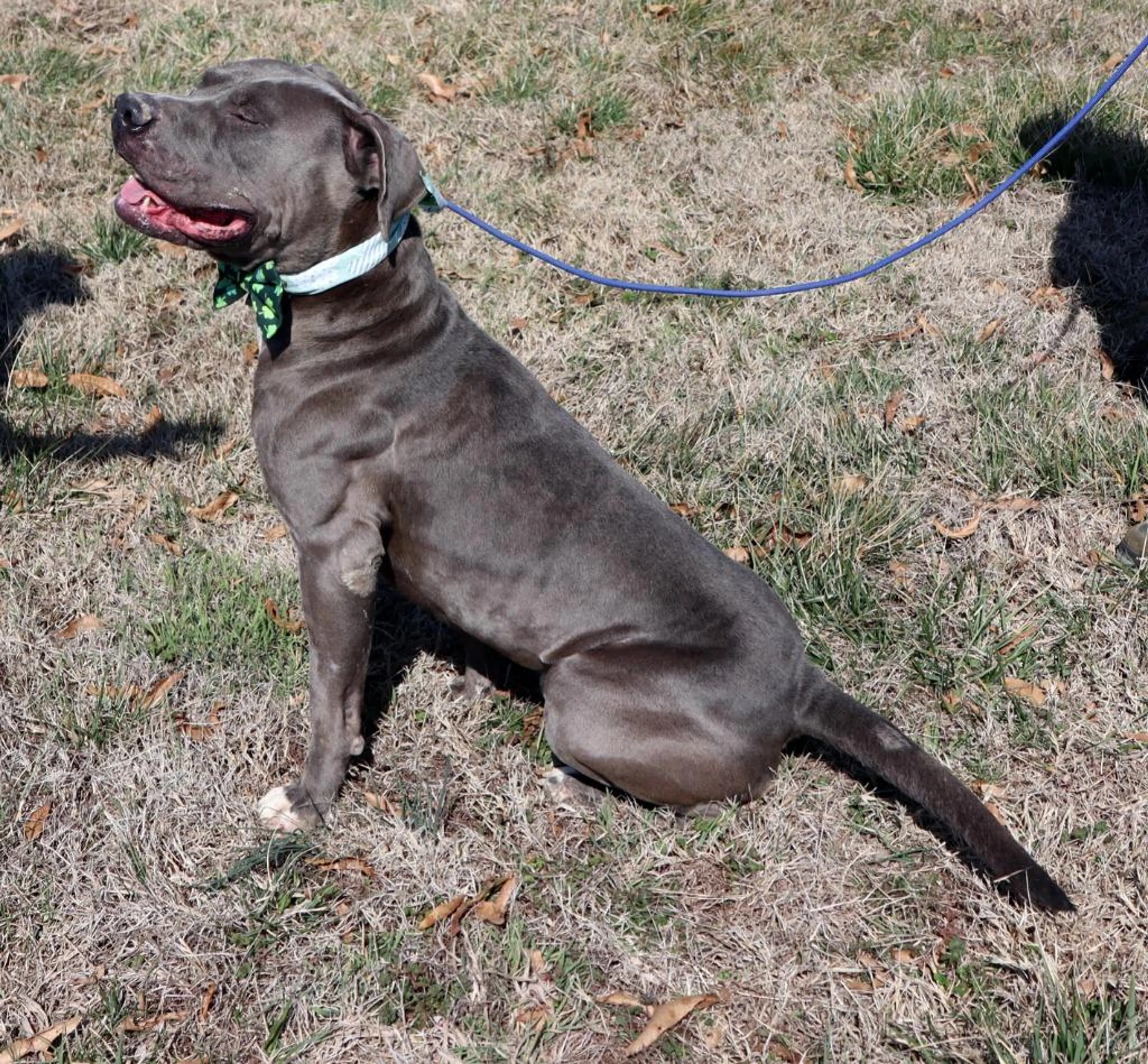 Found pet-2
