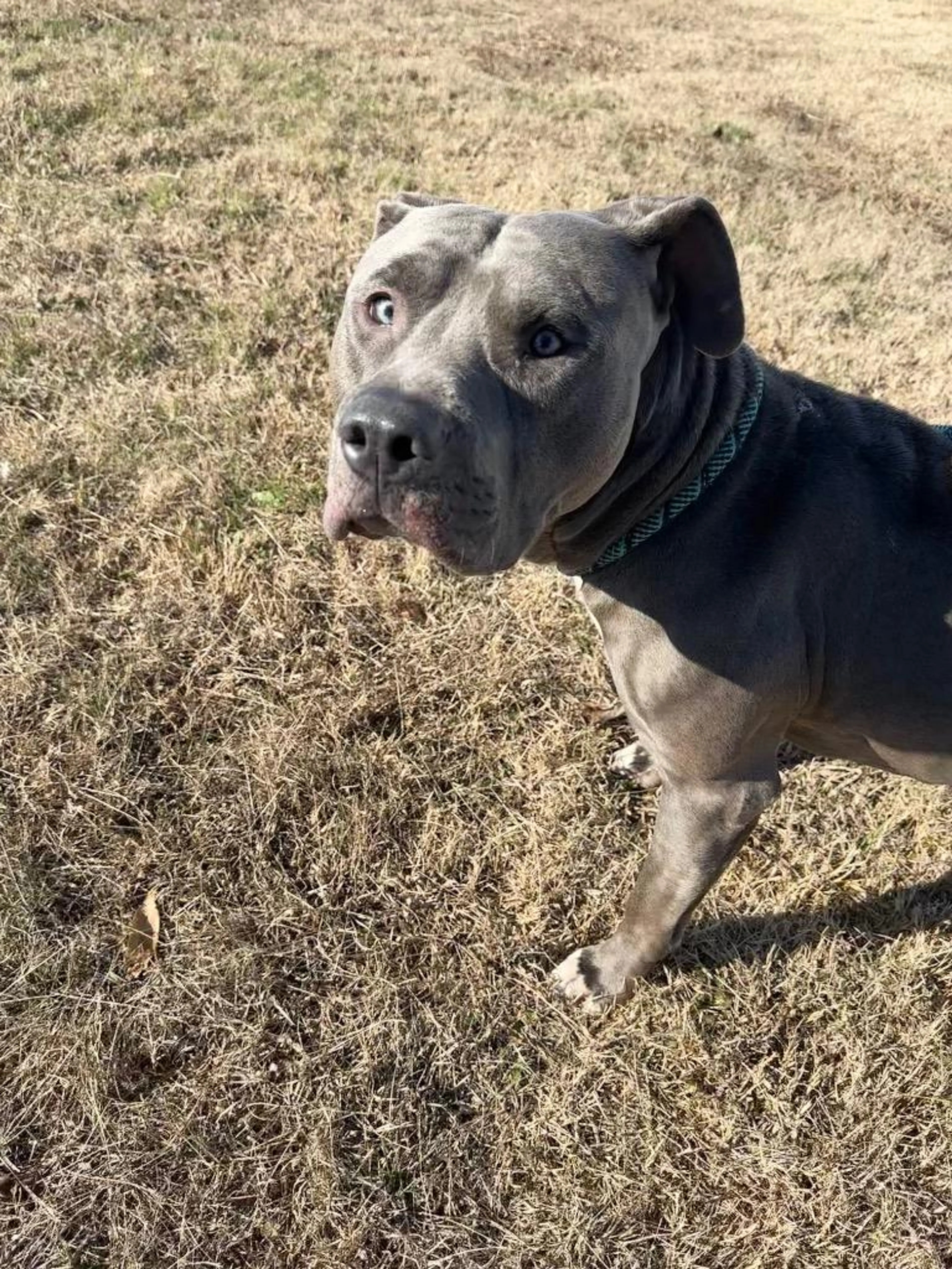 Found pet-3