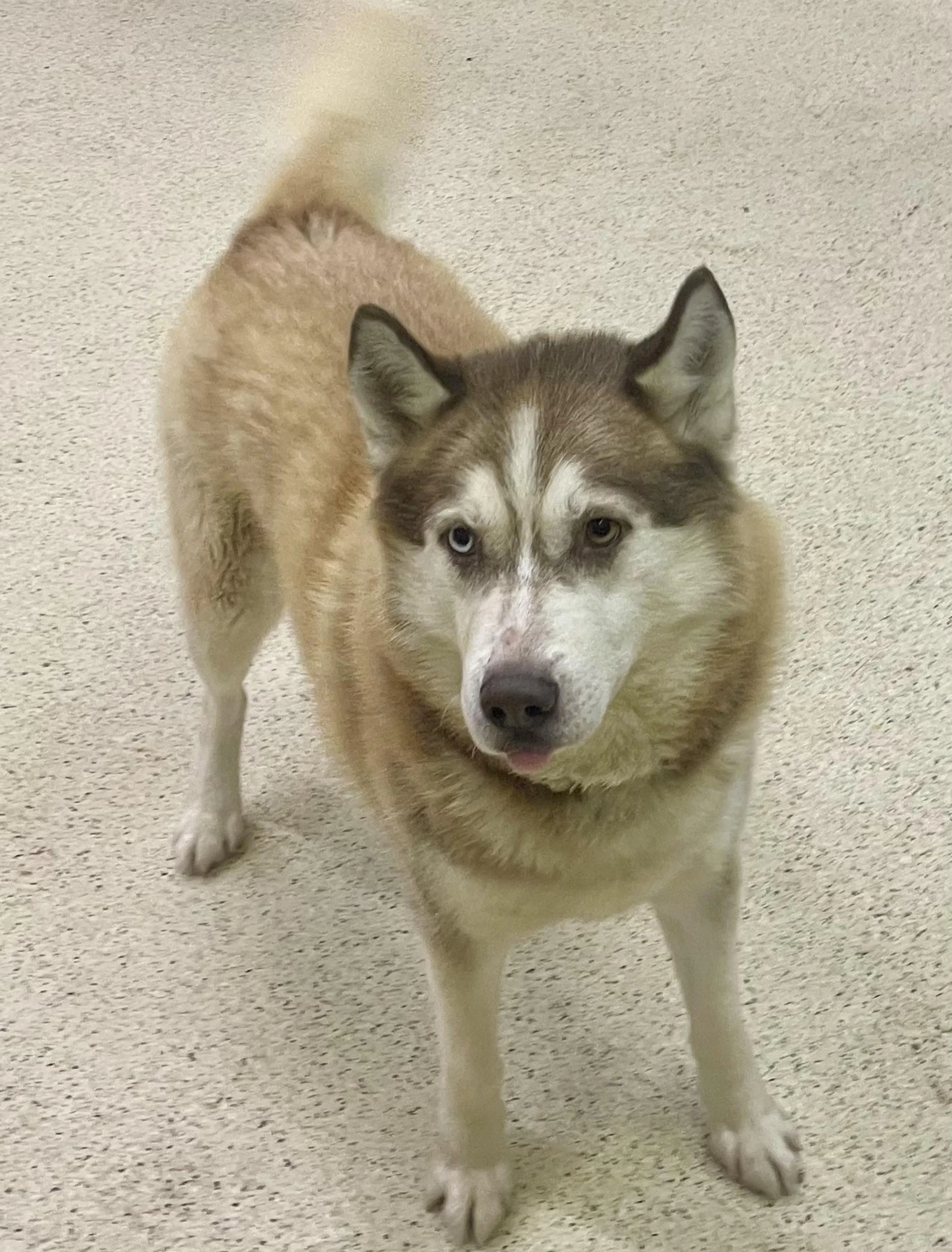 Found pet-1