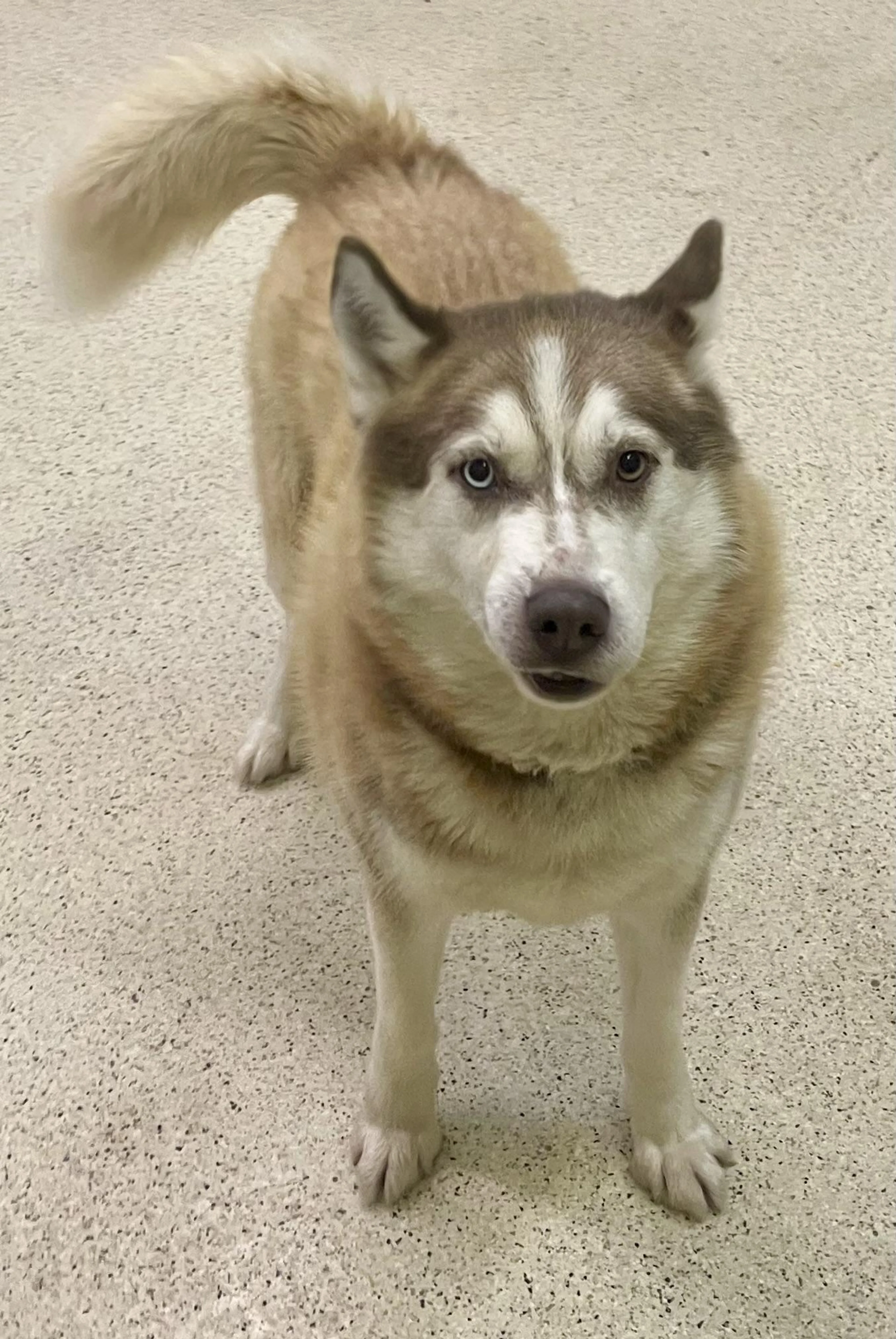 Found pet-2