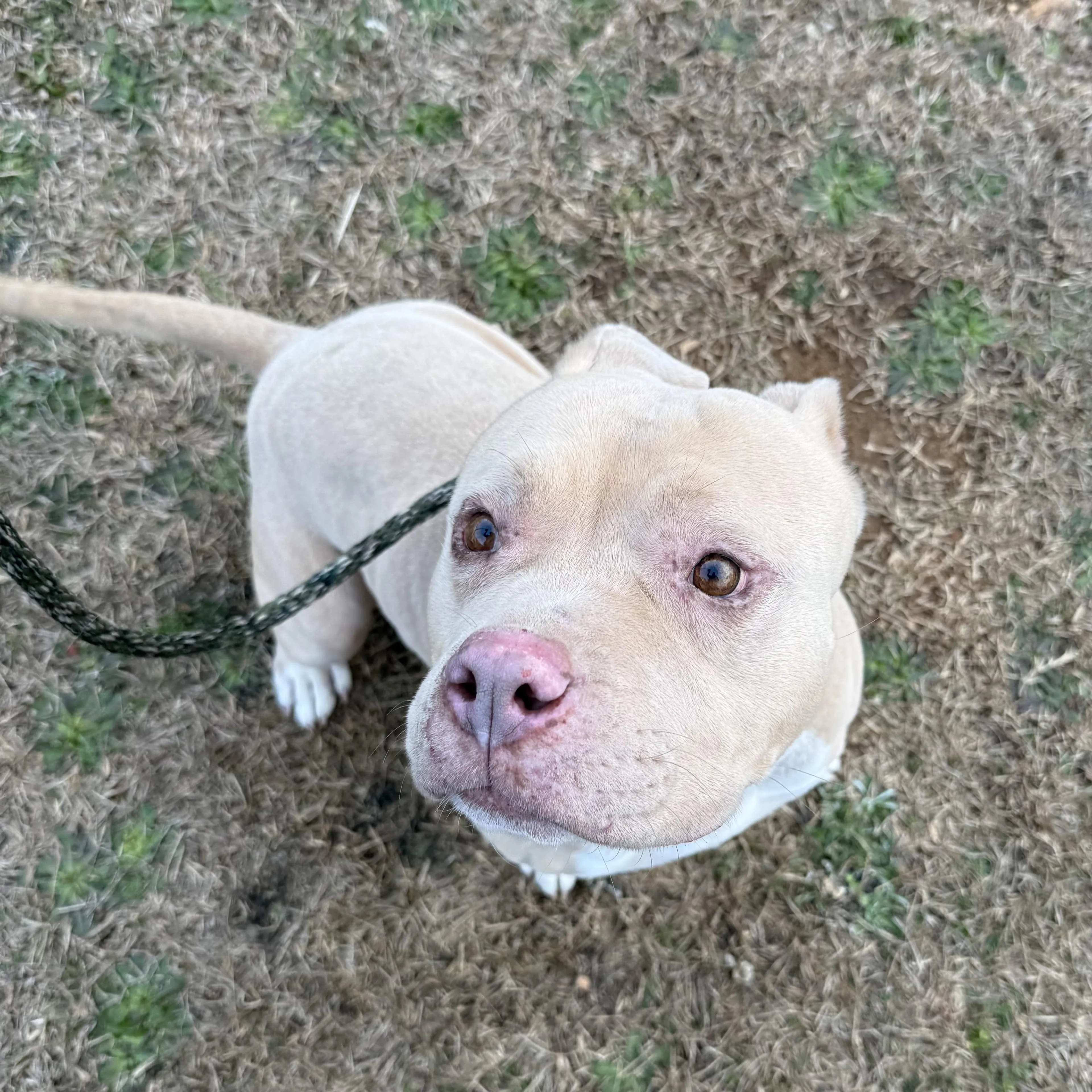 Found pet-2
