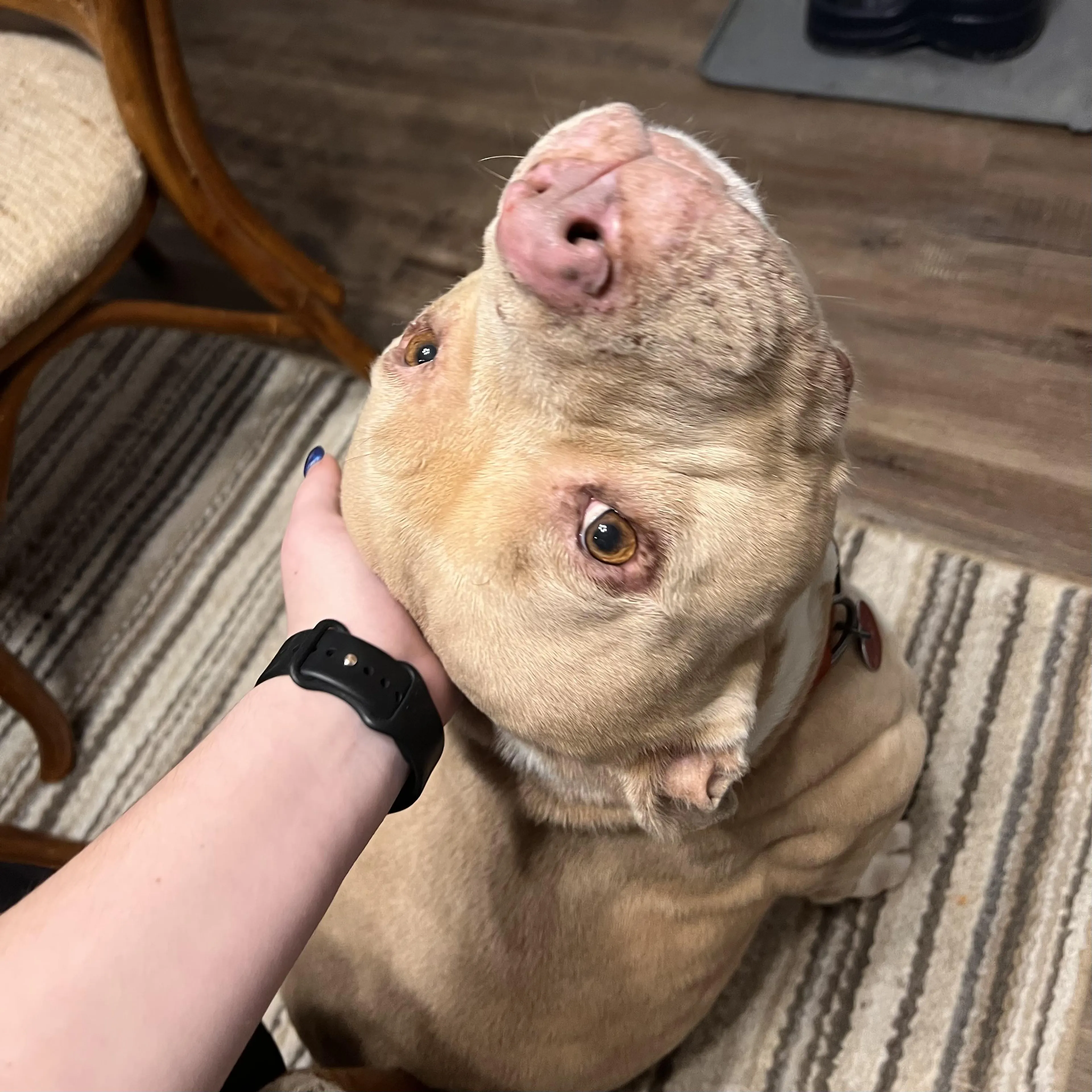 Found pet-4