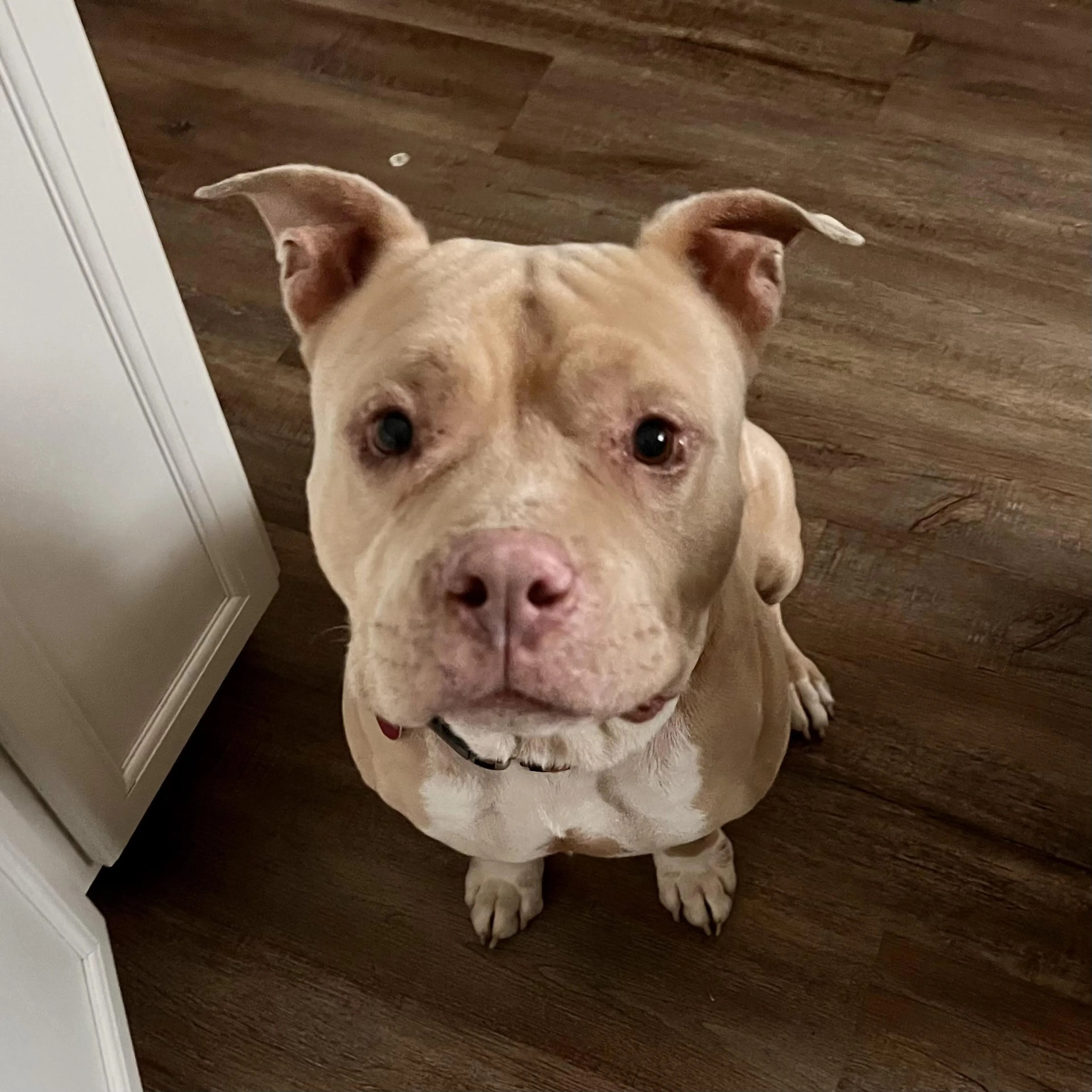 Found pet-1