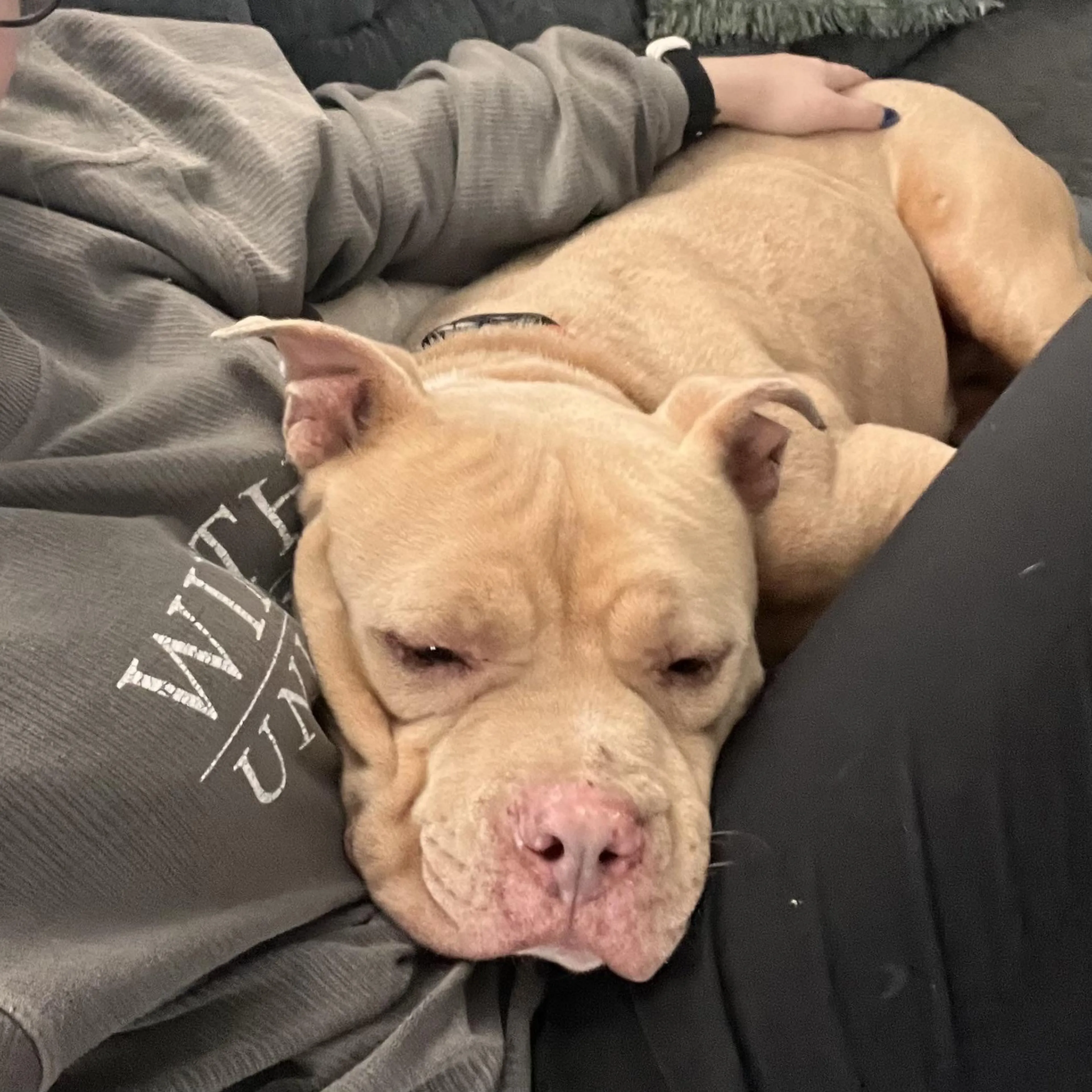 Found pet-2